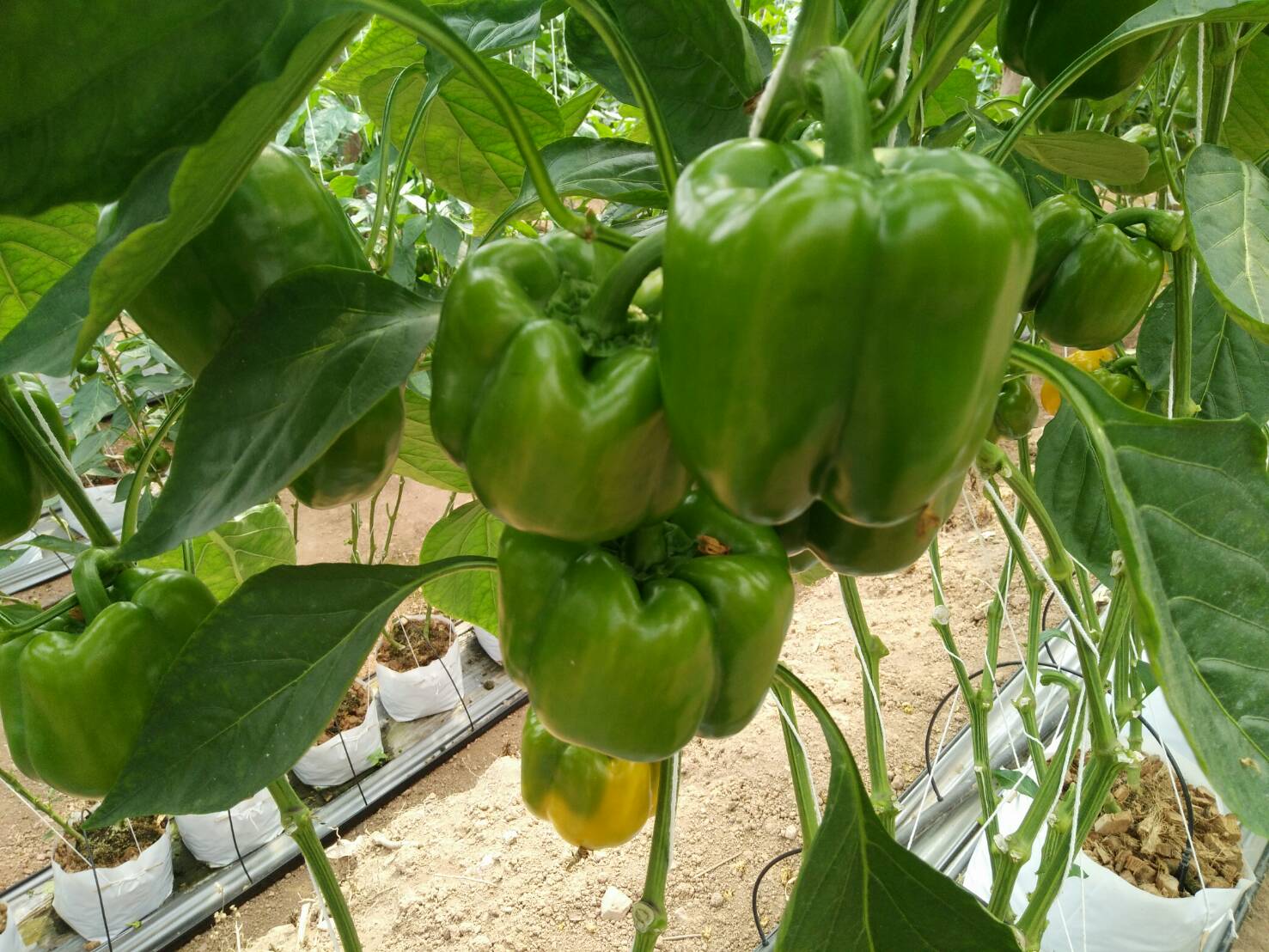 สพจ.น่าน ตรวจเยี่ยมให้กำลังใจการเตรียมความพร้อมหมู่บ้าน OTOP นวัตวิถี