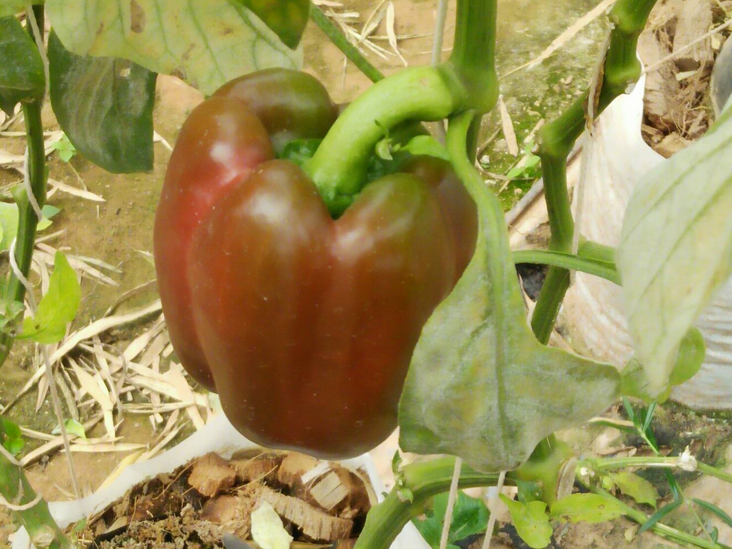 สพจ.น่าน ตรวจเยี่ยมให้กำลังใจการเตรียมความพร้อมหมู่บ้าน OTOP นวัตวิถี