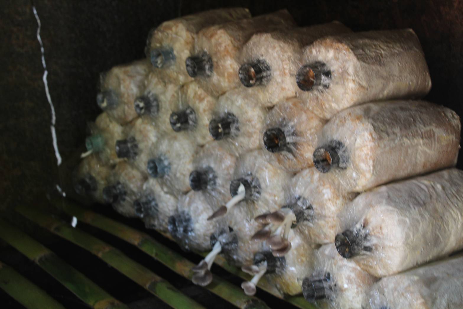 @น่าน : ลดความเหลื่อมล้ำ ก้าวข้ามความจน