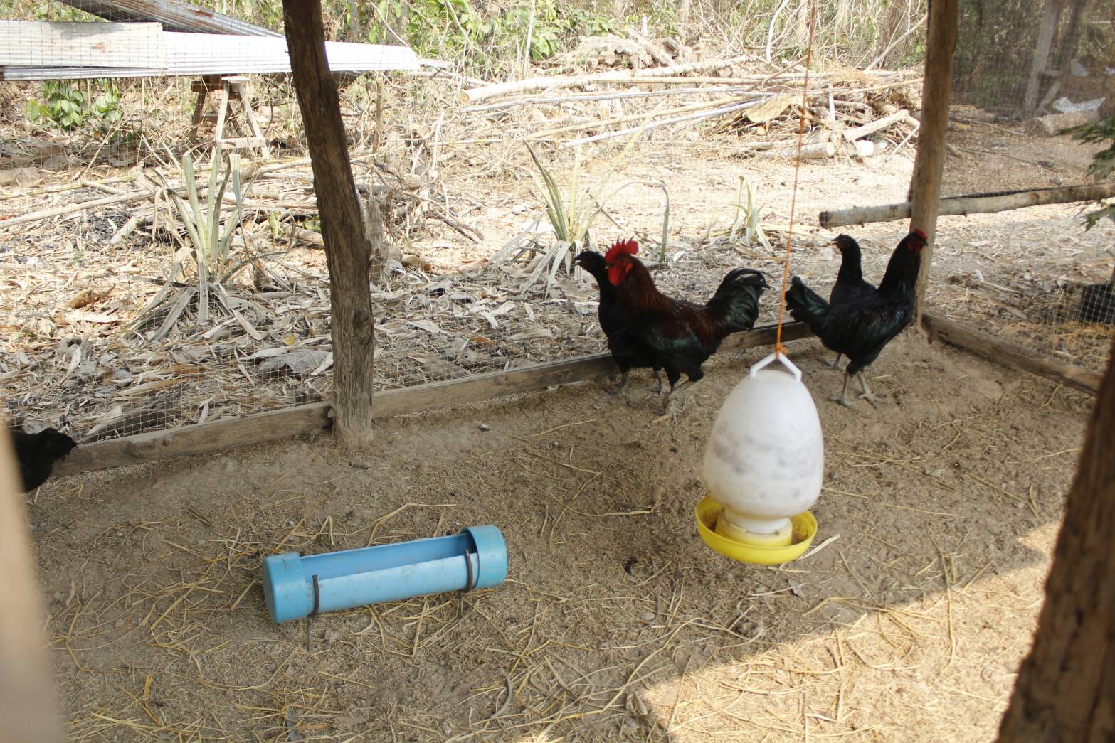 @น่าน : นายไพบูลย์ บูรณสันติ ผู้ตรวจราชการกรมฯ ติดตามการดำเนินงานตามนโยบายกระทรวงมหาดไทยและข้อสั่งการของอธิบดีกรมการพัฒนาชุมชน (วันที่ 2)