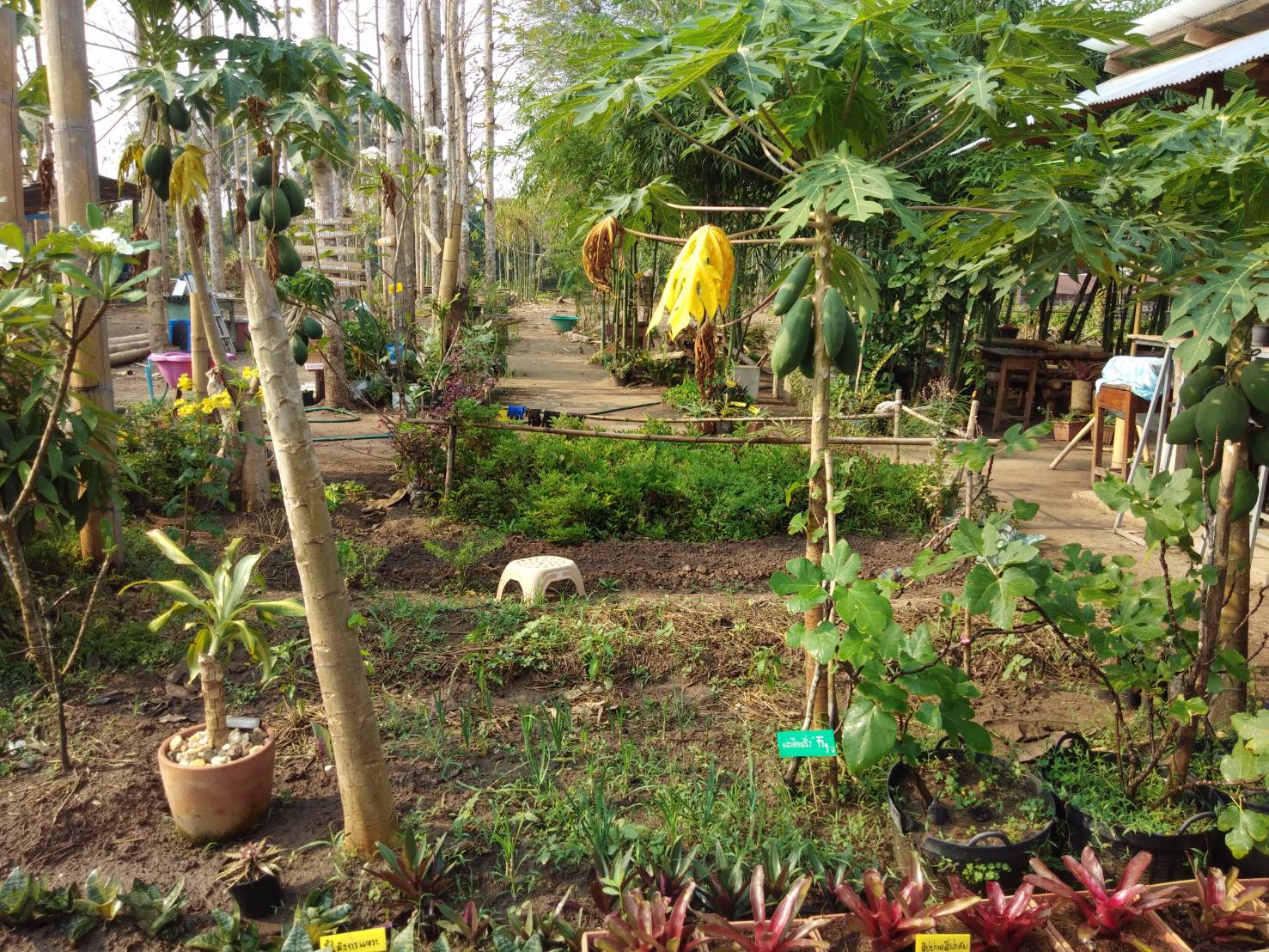 @น่าน : ขับเคลื่อนนโยบาย” Quick Win” 90 วัน ปลูกผักสวนครัว เพื่อความมั่นคงทางอาหาร”