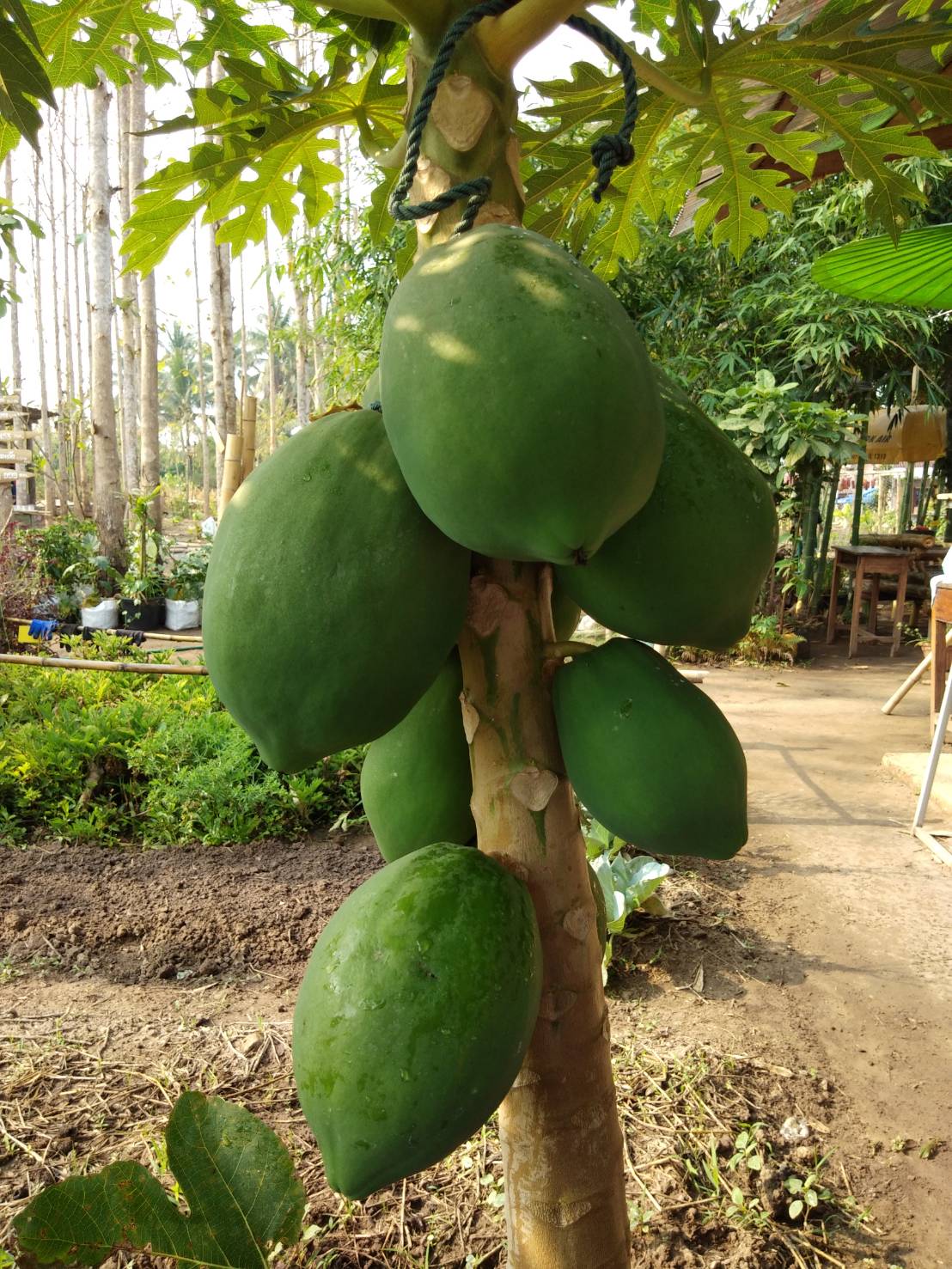 @น่าน : ขับเคลื่อนนโยบาย” Quick Win” 90 วัน ปลูกผักสวนครัว เพื่อความมั่นคงทางอาหาร”