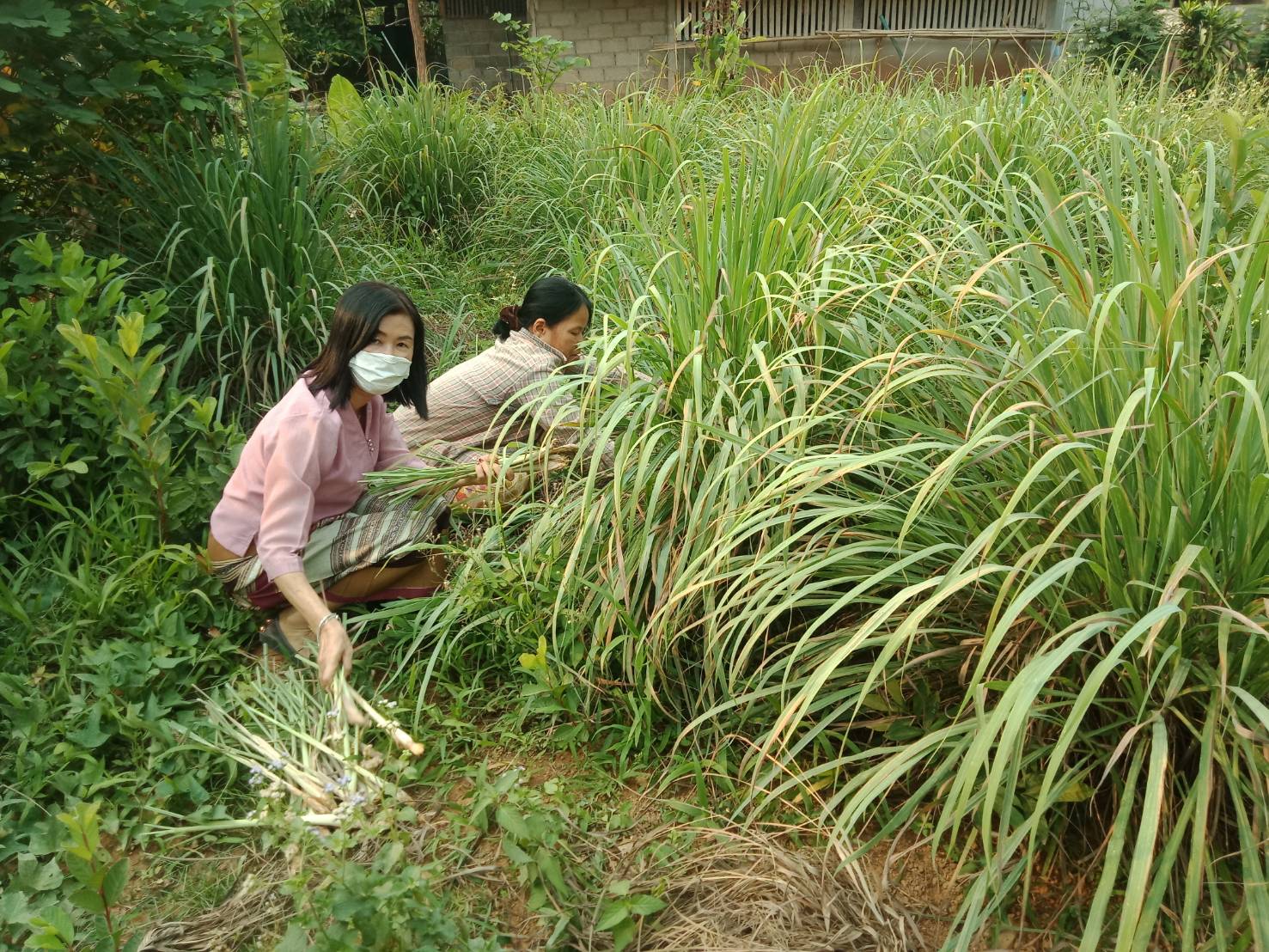 @น่าน : ขับเคลื่อนนโยบาย” Quick Win” 90 วัน ปลูกผักสวนครัว เพื่อความมั่นคงทางอาหาร”
