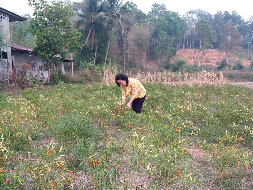 @น่าน : ขับเคลื่อนนโยบาย” Quick Win” 90 วัน ปลูกผักสวนครัว เพื่อความมั่นคงทางอาหาร”