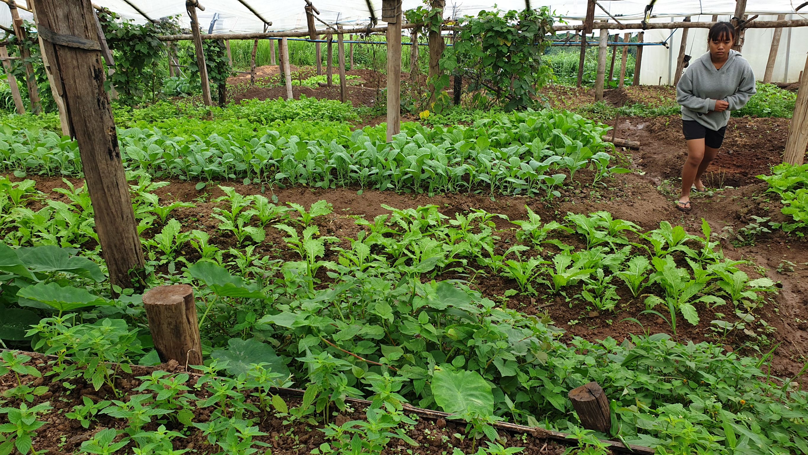 @น่าน : ขับเคลื่อนเครือข่ายเกษตรอินทรีย์ด้วยกลไกประชารัฐจังหวัดน่าน