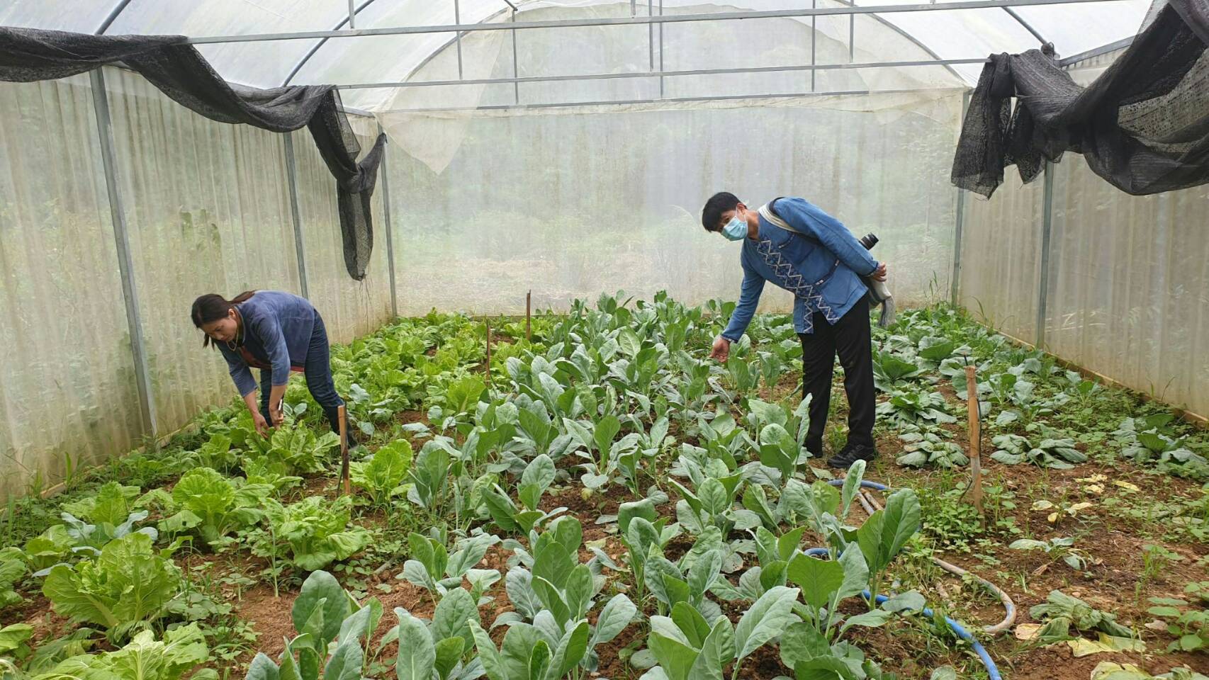 @น่าน : ขับเคลื่อนเกษตรอินทรีย์ด้วยกลไกประชารัฐจังหวัดน่าน
