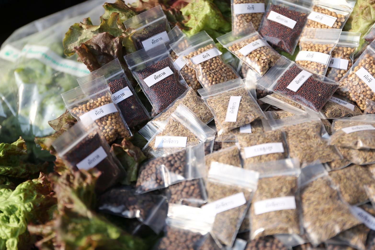 @พช.น่าน จัดมหกรรมแสดงผลความสำเร็จการสร้างวัฒนธรรมปลูกพืชผักประจำครัวเรือน เรื่องดี ๆ ที่ต้องบอก