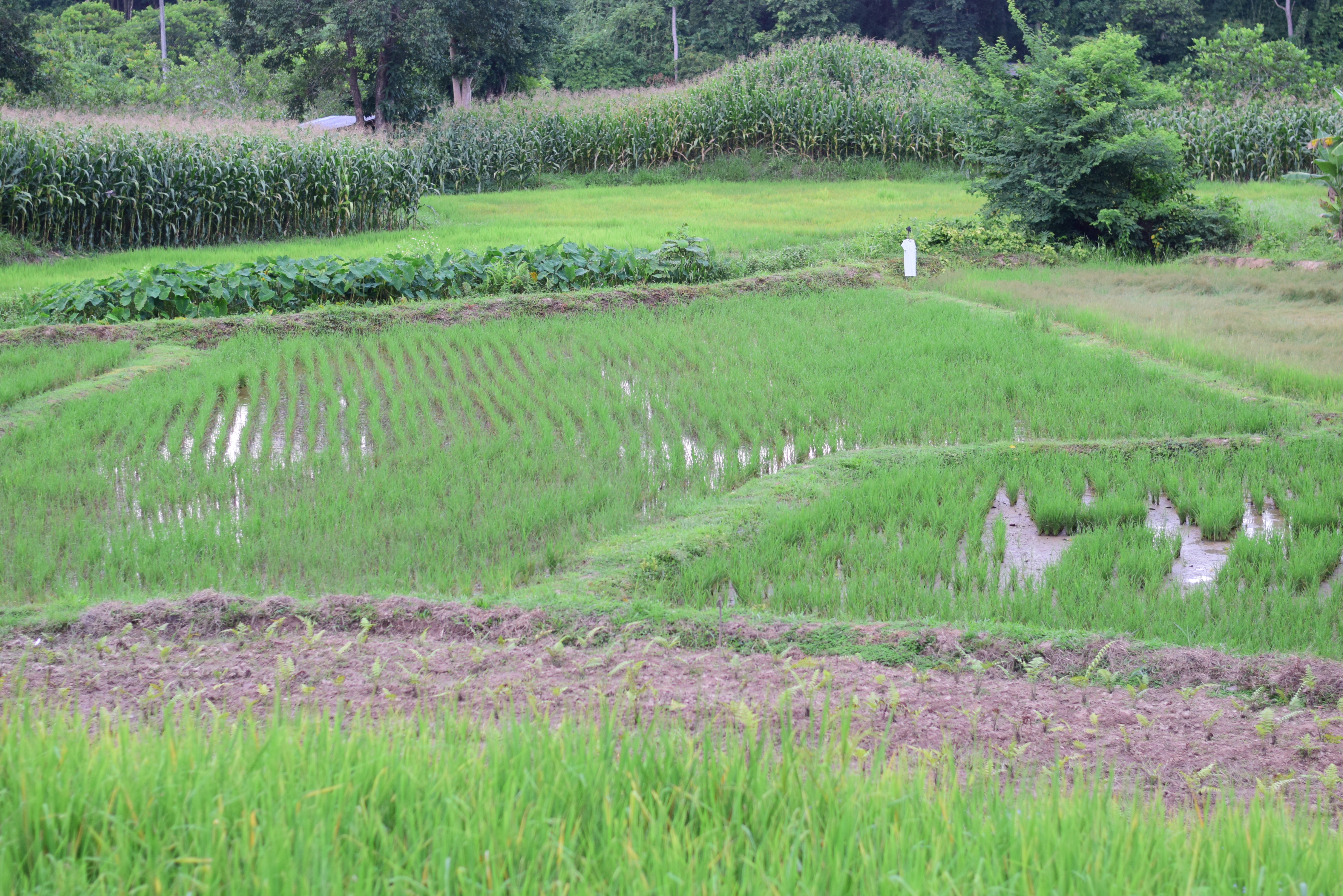 @ที่นี่เมืองน่าน@ พช.น่าน ติดตามการดำเนินงานโครงการพัฒนาพื้นที่ต้นแบบการพัฒนาคุณภาพชีวิตตามหลักทฤษฎีใหม่ ประยุกต์สู่โคก หนอง นา โมเดล อำเภอเมืองน่าน