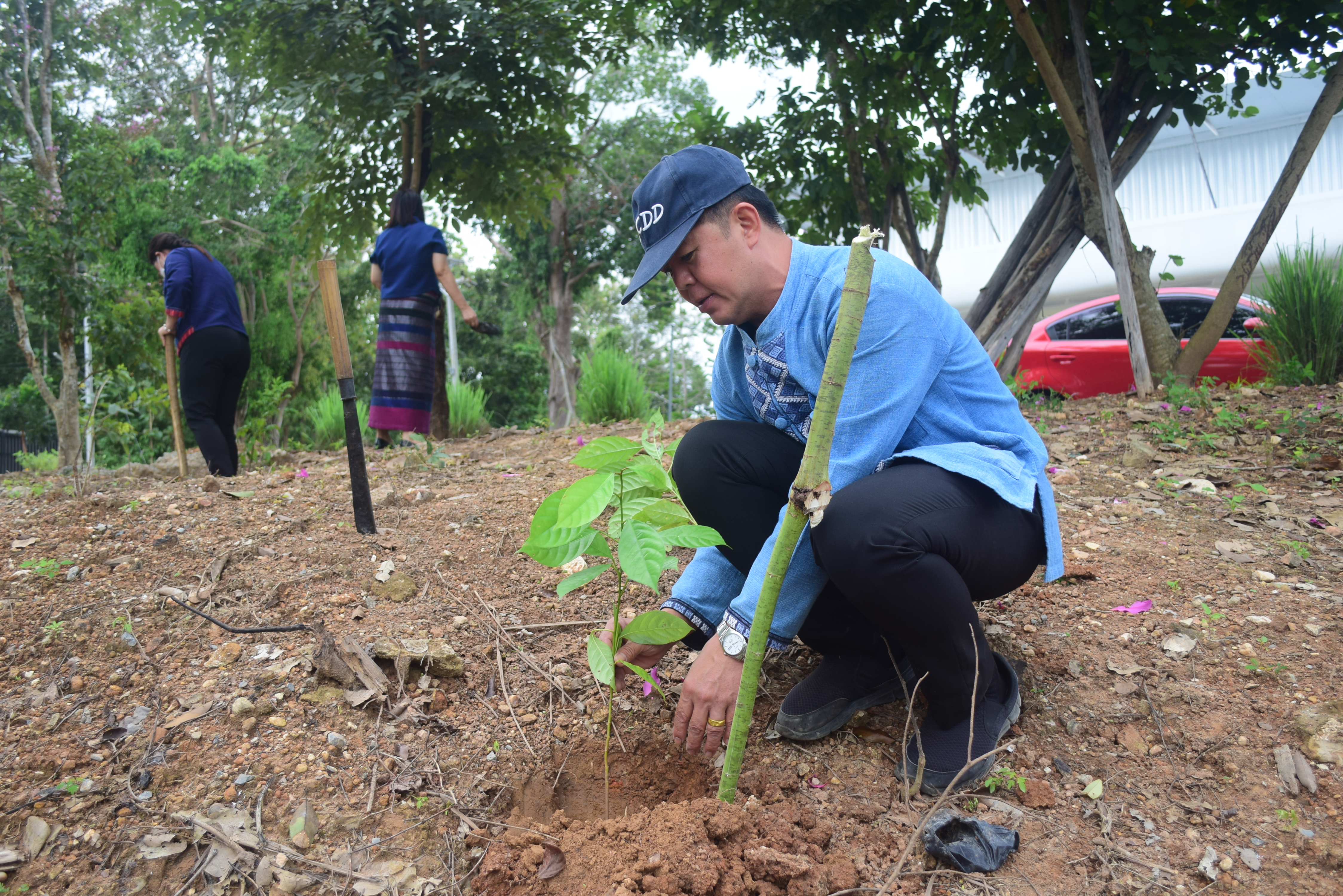 @ที่นี่เมืองน่าน@ พช.น่าน ร่วมปลูกต้นไม้ เนื่องในวันรักต้นไม้ประจำปีของชาติ ประจำปี 2564