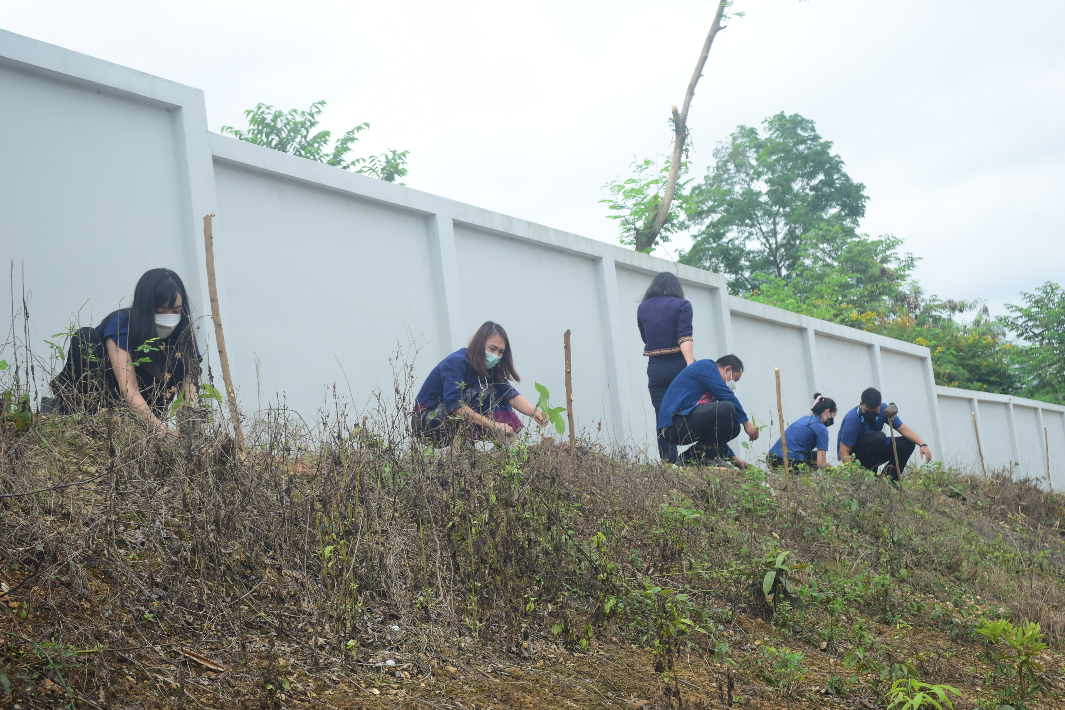 @ที่นี่เมืองน่าน@ พช.น่าน ร่วมปลูกต้นไม้ เนื่องในวันรักต้นไม้ประจำปีของชาติ ประจำปี 2564