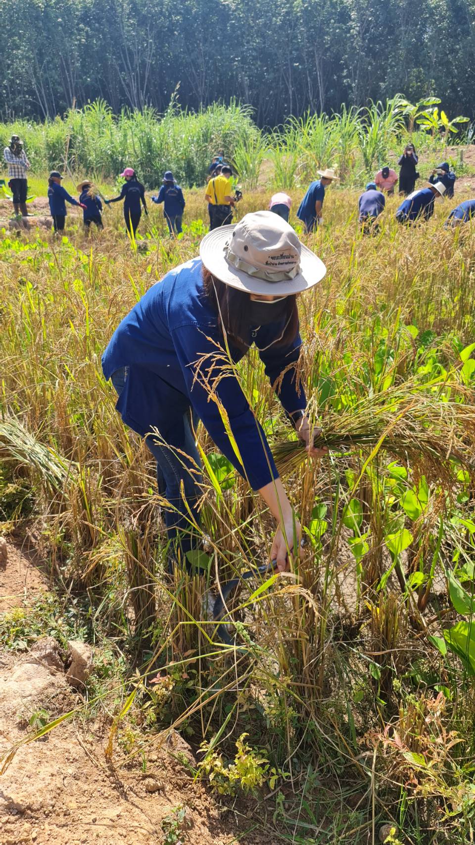 @ที่นี่เมืองน่าน@ พช.น่าน เอามื้อสามัคคีตามโครงการพัฒนาพื้นที่ต้นแบบการพัฒนาคุณภาพชีวิตตามหลักทฤษฏีใหม่ ประยุกต์สู่ “โคก หนอง นา โมเดล”