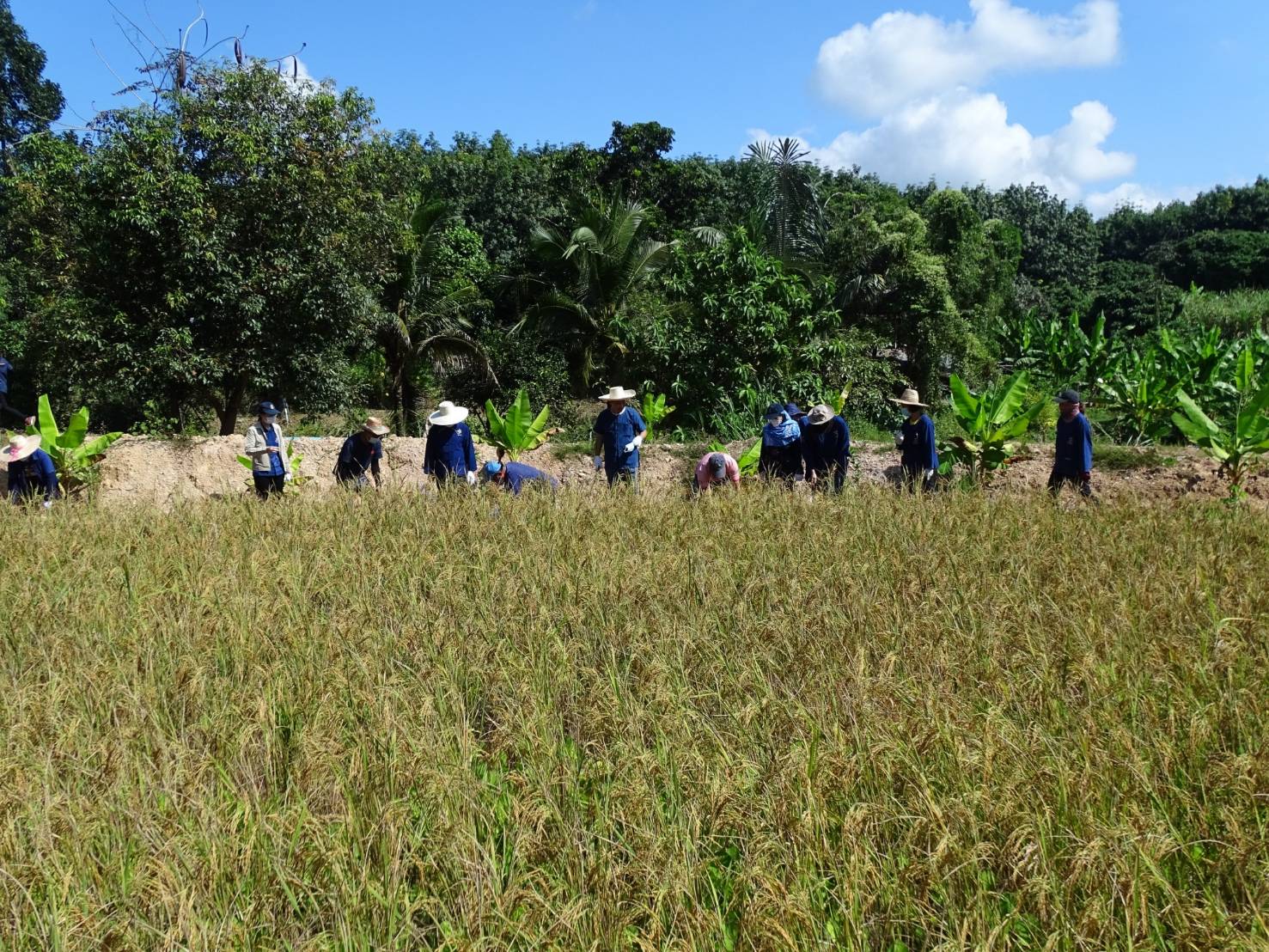 @ที่นี่เมืองน่าน@ พช.น่าน เอามื้อสามัคคีตามโครงการพัฒนาพื้นที่ต้นแบบการพัฒนาคุณภาพชีวิตตามหลักทฤษฏีใหม่ ประยุกต์สู่ “โคก หนอง นา โมเดล”