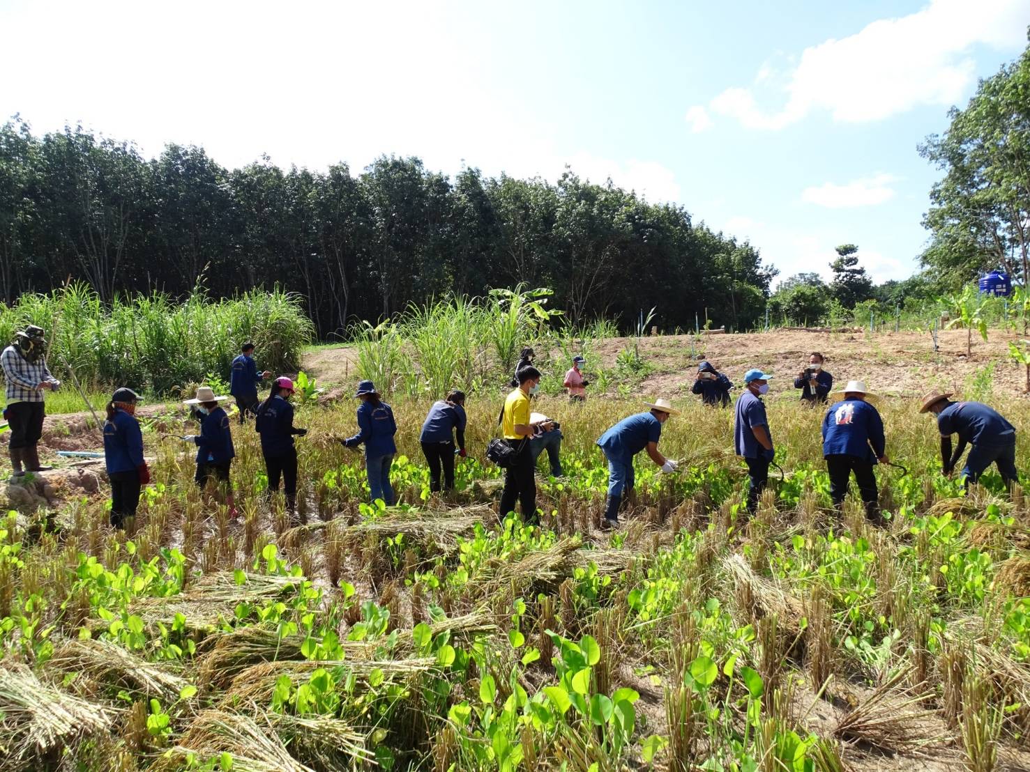 @ที่นี่เมืองน่าน@ พช.น่าน เอามื้อสามัคคีตามโครงการพัฒนาพื้นที่ต้นแบบการพัฒนาคุณภาพชีวิตตามหลักทฤษฏีใหม่ ประยุกต์สู่ “โคก หนอง นา โมเดล”
