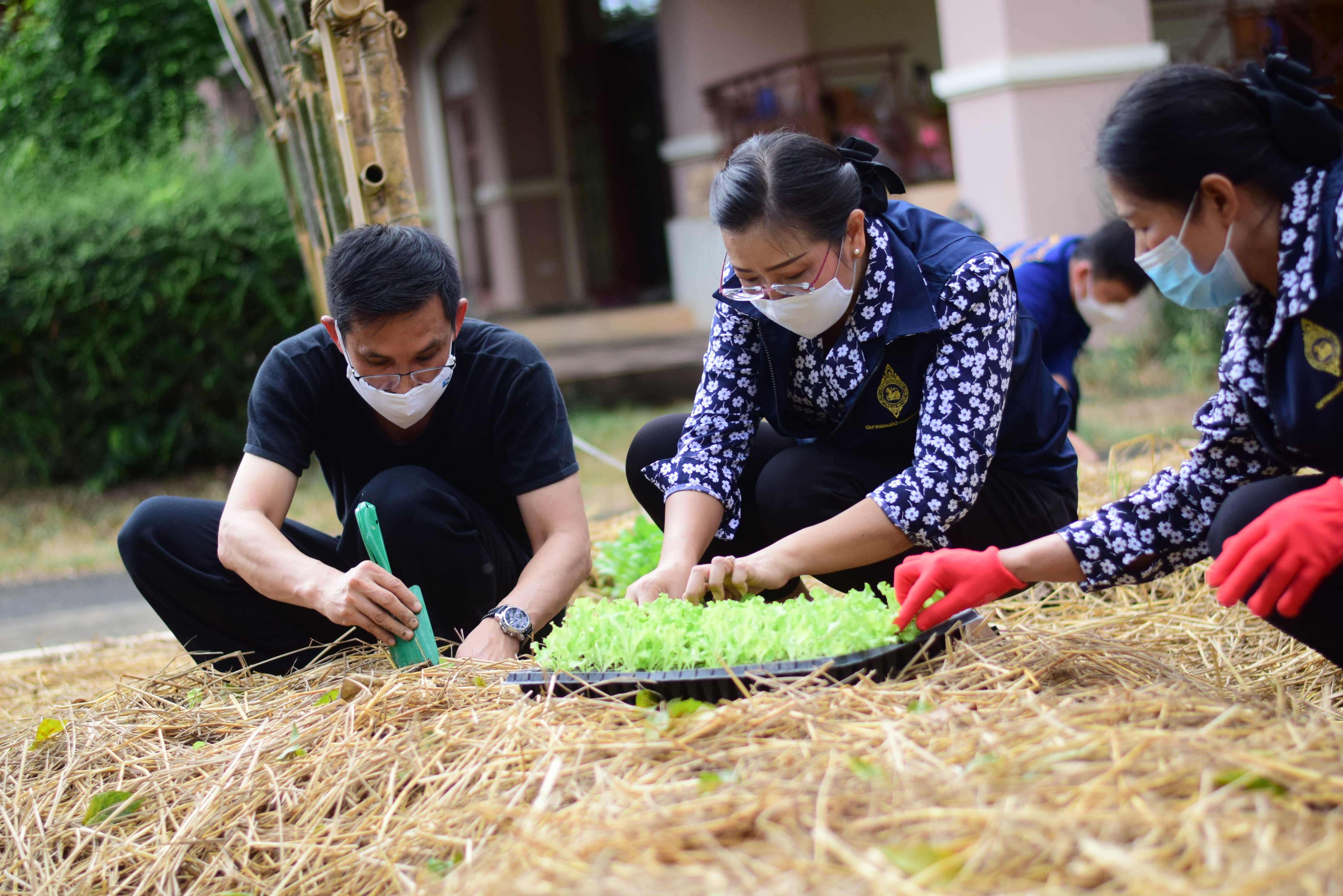 @ที่นี่เมืองน่าน@ “จวนผู้ว่ามีรักปลูกผักกินเอง”  พช.น่าน จัดกิจกรรม Kick off ปลูกผักสวนครัวสร้างความมั่นคงทางอาหาร ปฏิบัติการรวมพลัง สร้างความมั่นคงทางอาหาร