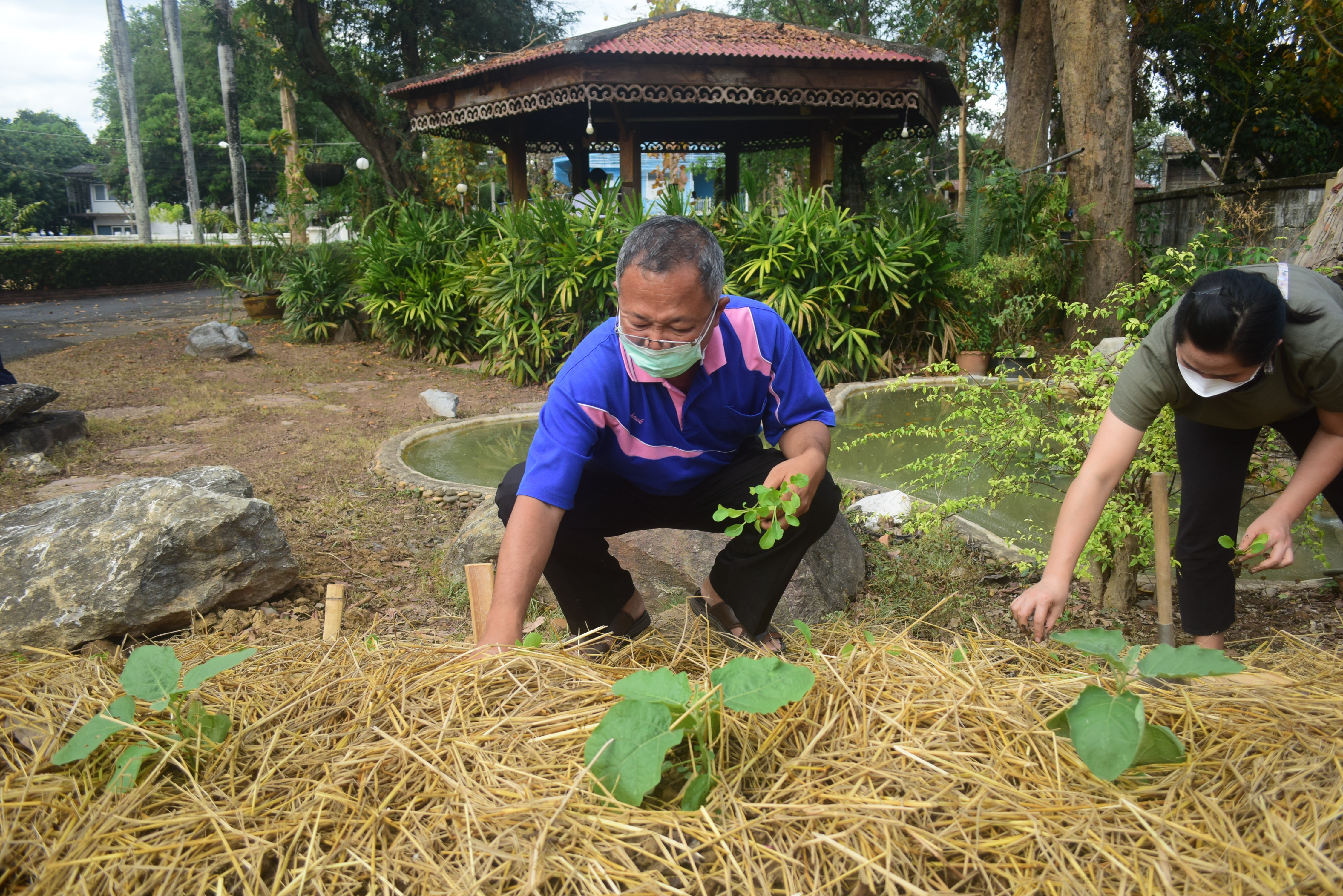 @ที่นี่เมืองน่าน@ “จวนผู้ว่ามีรักปลูกผักกินเอง”  พช.น่าน จัดกิจกรรม Kick off ปลูกผักสวนครัวสร้างความมั่นคงทางอาหาร ปฏิบัติการรวมพลัง สร้างความมั่นคงทางอาหาร