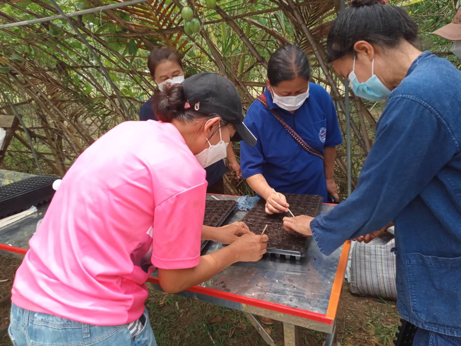 @ที่นี่เมืองน่าน@ สตรีจังหวัดน่านดำเนินโครงการธนาคารเมล็ดพันธุ์แบ่งปันรัก ปลูกพืชผักปลอดภัย