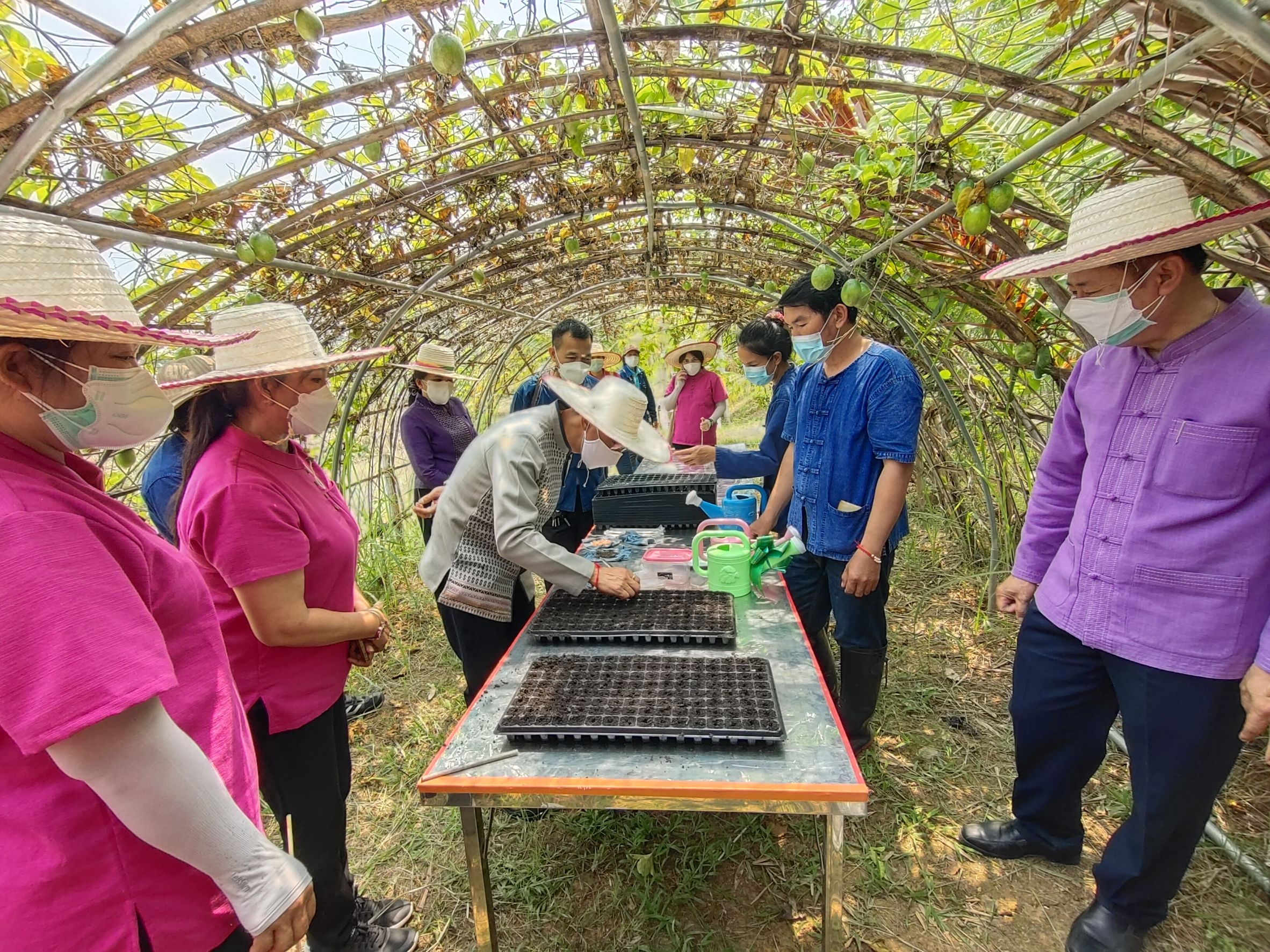 @ที่นี่เมืองน่าน@ สตรีจังหวัดน่านดำเนินโครงการธนาคารเมล็ดพันธุ์แบ่งปันรัก ปลูกพืชผักปลอดภัย