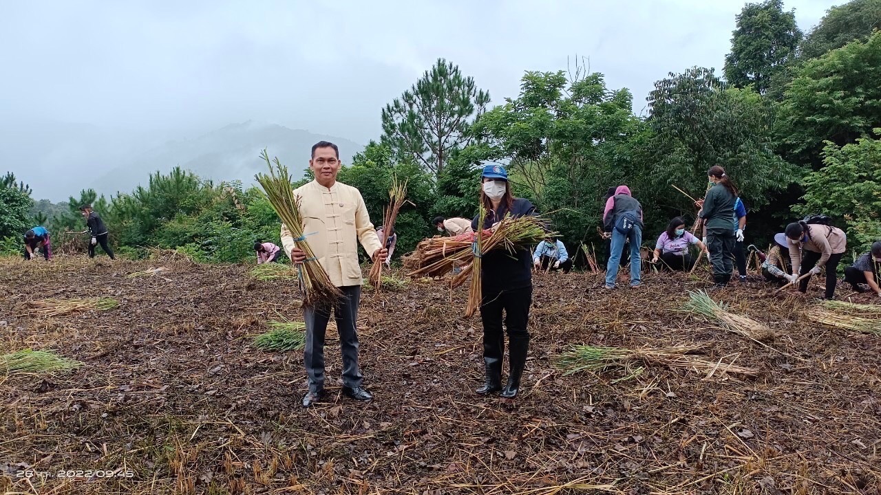 พช.น่าน จัดกิจกรรมโครงการส่งเสริมการมีส่วนร่วมของชุมชนในการขับเคลื่อนกิจกรรมตามหลักปรัชญาของเศรษฐกิจพอเพียง  วันที่ 25-26 สิงหาคม 2565 นายชำนาญ บุดาสา พัฒนาการจังหวัดน่าน พร้อมด้วยนายธงชัย ธนสถิตย์ ผู้อำนวยการกลุ่มงานยุทธศาสตร์การพัฒนาชุมชน และนักวิชาการพัฒนาชุมชนกลุ่มงานยุทธศาสตร์การพัฒนาชุมชน สำนักงานพัฒนาชุมชนจังหวัดน่าน ร่วมจัดกิจกรรมโครงการส่งเสริมการมีส่วนร่วมของชุมชนในการขับเคลื่อนกิจกรรมตามหลักปรัชญาของเศรษฐกิจพอเพียง โดยมีวัตถุประสงค์เพื่อส่งเสริมการใช้หลักปรัชญาของเศรษฐกิจพอเพียงเป็นแนวทางในการพัฒนาชุมชน ส่งเสริมและสนับสนุนการมีส่วนร่วมของชุมชนในการพัฒนาอย่างมีทิศทางที่สอดคล้องตามหลักปรัชญาของเศรษฐกิจพอเพียง  ณ บ้านสะไล หมู่ที่ 2 ตำบลบ่อเกลือเหนือ  อำเภอบ่อเกลือ จังหวัดน่าน โดยมีการดำเนินกิจกรรมดังนี้ 1. กิจกรรมประชุมเชิงปฏิบัติการมีส่วนส่วนร่วมของชุมชนในการขับเคลื่อนกิจกรรมตามหลักปรัชญาของเศรษฐกิจพอเพียง  2. เรียนรู้การปลูกและการแปรรูปผลิตภัณฑ์จากต้นตะไคร้ ณ ห้องประชุม ศศช.บ้านสะไลหลวง กลุ่มเป้าหมาย 30 คน 3. กิจกรรมปลูกต้นตะไคร้หอม ณ บริเวณสุขศาลาพระราชทาน โรงเรียนตำรวจตระเวนชายแดนเฉลิมฉลองครบรอบ 100 ปี   ภาพข่าว-กลุ่มงานยุทธศาสตร์การพัฒนาชุมชน รายงาน-กลุ่มงานสารสนเทศการพัฒนาชุมชน #CDDNAN #60ปีกรมการพัฒนาชุมชน