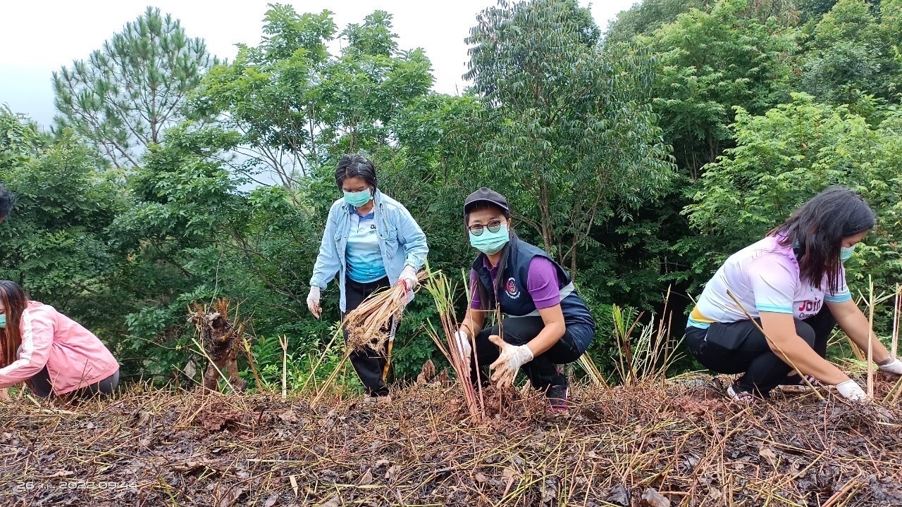 พช.น่าน จัดกิจกรรมโครงการส่งเสริมการมีส่วนร่วมของชุมชนในการขับเคลื่อนกิจกรรมตามหลักปรัชญาของเศรษฐกิจพอเพียง  วันที่ 25-26 สิงหาคม 2565 นายชำนาญ บุดาสา พัฒนาการจังหวัดน่าน พร้อมด้วยนายธงชัย ธนสถิตย์ ผู้อำนวยการกลุ่มงานยุทธศาสตร์การพัฒนาชุมชน และนักวิชาการพัฒนาชุมชนกลุ่มงานยุทธศาสตร์การพัฒนาชุมชน สำนักงานพัฒนาชุมชนจังหวัดน่าน ร่วมจัดกิจกรรมโครงการส่งเสริมการมีส่วนร่วมของชุมชนในการขับเคลื่อนกิจกรรมตามหลักปรัชญาของเศรษฐกิจพอเพียง โดยมีวัตถุประสงค์เพื่อส่งเสริมการใช้หลักปรัชญาของเศรษฐกิจพอเพียงเป็นแนวทางในการพัฒนาชุมชน ส่งเสริมและสนับสนุนการมีส่วนร่วมของชุมชนในการพัฒนาอย่างมีทิศทางที่สอดคล้องตามหลักปรัชญาของเศรษฐกิจพอเพียง  ณ บ้านสะไล หมู่ที่ 2 ตำบลบ่อเกลือเหนือ  อำเภอบ่อเกลือ จังหวัดน่าน โดยมีการดำเนินกิจกรรมดังนี้ 1. กิจกรรมประชุมเชิงปฏิบัติการมีส่วนส่วนร่วมของชุมชนในการขับเคลื่อนกิจกรรมตามหลักปรัชญาของเศรษฐกิจพอเพียง  2. เรียนรู้การปลูกและการแปรรูปผลิตภัณฑ์จากต้นตะไคร้ ณ ห้องประชุม ศศช.บ้านสะไลหลวง กลุ่มเป้าหมาย 30 คน 3. กิจกรรมปลูกต้นตะไคร้หอม ณ บริเวณสุขศาลาพระราชทาน โรงเรียนตำรวจตระเวนชายแดนเฉลิมฉลองครบรอบ 100 ปี   ภาพข่าว-กลุ่มงานยุทธศาสตร์การพัฒนาชุมชน รายงาน-กลุ่มงานสารสนเทศการพัฒนาชุมชน #CDDNAN #60ปีกรมการพัฒนาชุมชน