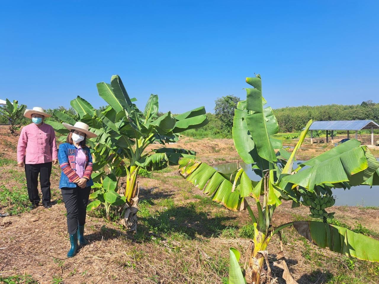 # พช.น่าน# พัฒนาการจังหวัดน่าน ติดตามเยี่ยมเยือน ครัวเรือนที่เข้าร่วมโครงการพัฒนาพื้นที่ต้นแบบการพัฒนาคุณภาพชีวิตตามหลักทฤษฎีใหม่ประยุกต์สู่ โคก หนอง นา โมเดล “อำเภอเวียงสา