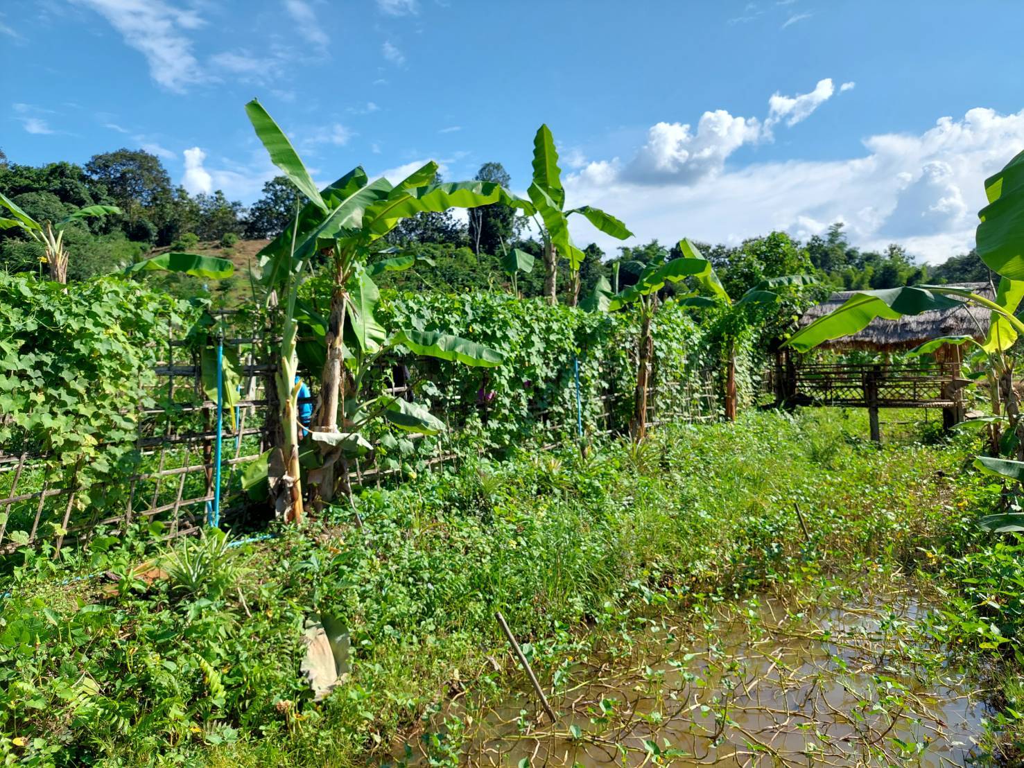 นายอาทร พิมชะนก ผู้ตรวจราชการกรมการพัฒนาชุมชน ลงพื้นที่แปลงศูนย์เรียนรู้ต้นแบบ “โคก หนอง นา พัฒนาชุมชน” ระดับ CLM จังหวัดน่าน เพื่อสนับสนุนงานต่อเนื่อง ในการพัฒนาศูนย์เรียนรู้ตามหลักปรัชญาของเศรษฐกิจพอเพียง