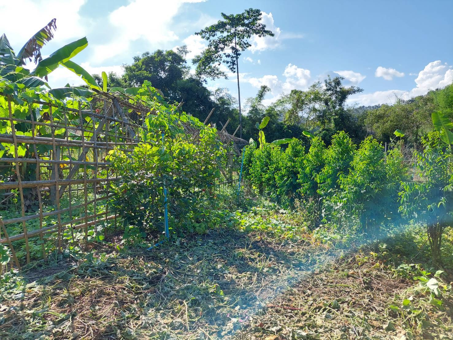 นายอาทร พิมชะนก ผู้ตรวจราชการกรมการพัฒนาชุมชน ลงพื้นที่แปลงศูนย์เรียนรู้ต้นแบบ “โคก หนอง นา พัฒนาชุมชน” ระดับ CLM จังหวัดน่าน เพื่อสนับสนุนงานต่อเนื่อง ในการพัฒนาศูนย์เรียนรู้ตามหลักปรัชญาของเศรษฐกิจพอเพียง