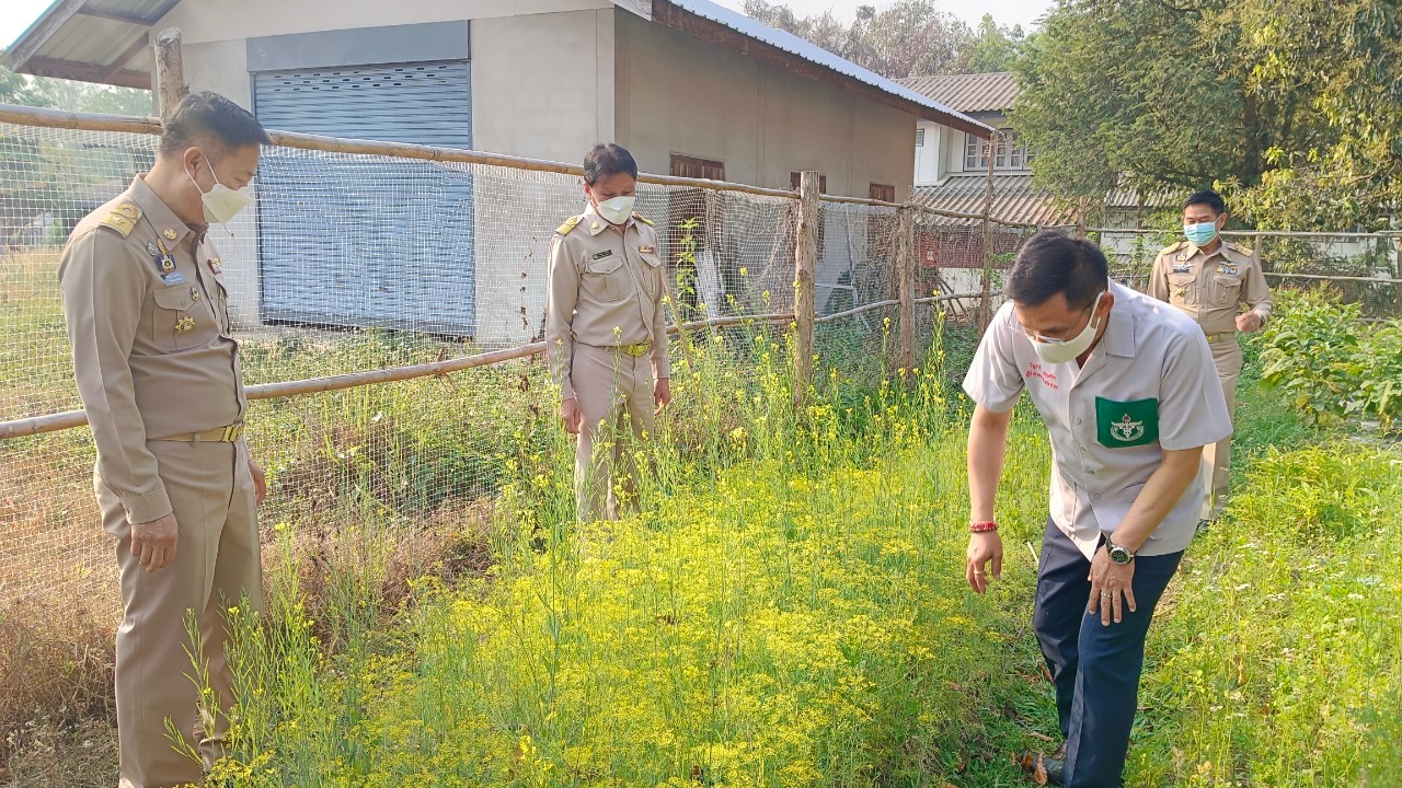 พช.น่าน : ผู้ว่าราชการจังหวัดน่าน เยี่ยมแปลงปลูกผักสวนครัวเพื่อสร้างความมั่นคงทางอาหารอำเภอสันติสุข จังหวัดน่าน