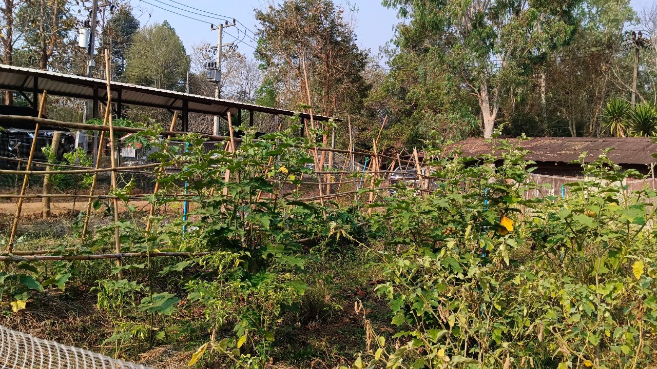 พช.น่าน : ผู้ว่าราชการจังหวัดน่าน เยี่ยมแปลงปลูกผักสวนครัวเพื่อสร้างความมั่นคงทางอาหารอำเภอสันติสุข จังหวัดน่าน