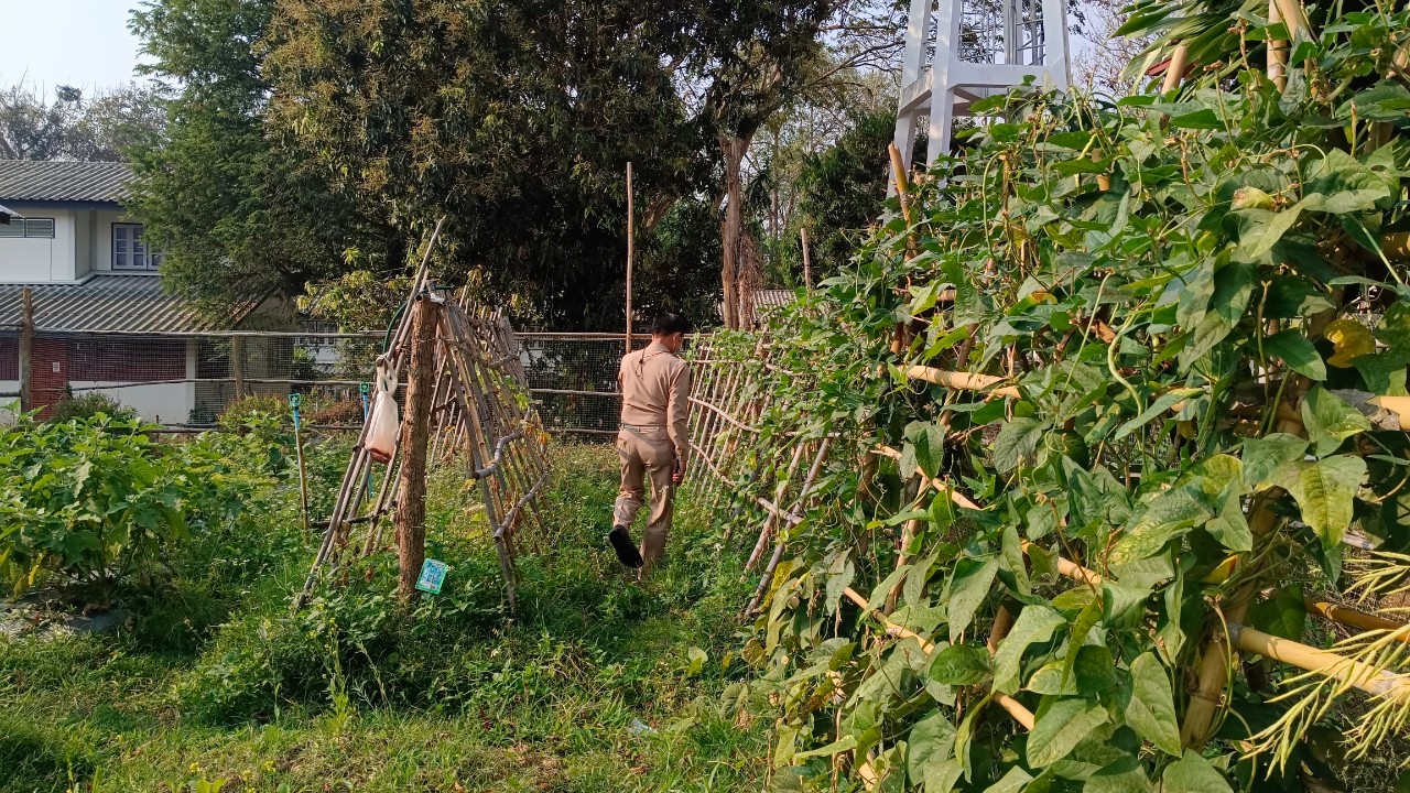 พช.น่าน : ผู้ว่าราชการจังหวัดน่าน เยี่ยมแปลงปลูกผักสวนครัวเพื่อสร้างความมั่นคงทางอาหารอำเภอสันติสุข จังหวัดน่าน