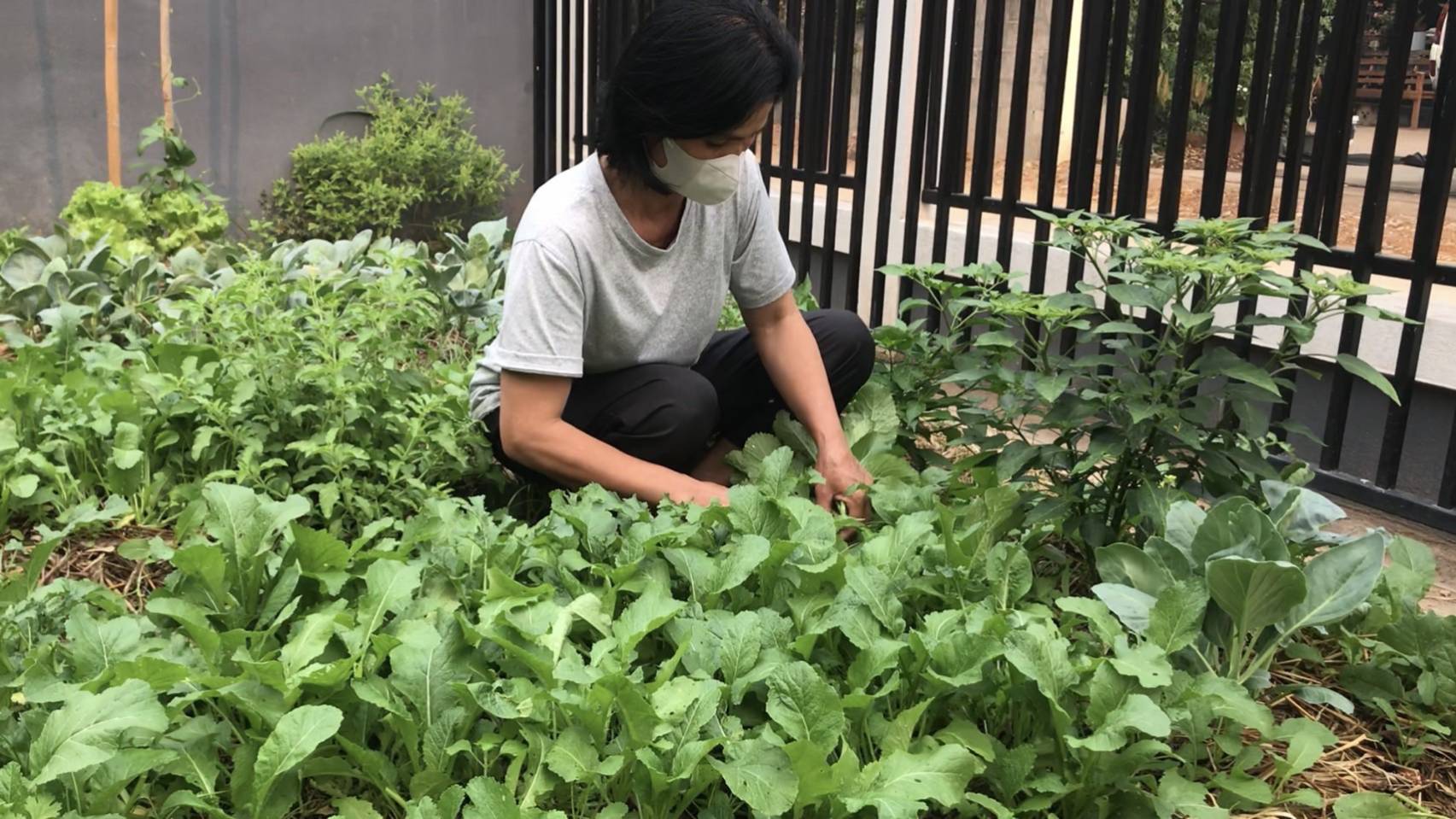 ผู้ว่าราชการจังหวัดน่าน เยี่ยมเยือนครัวเรือนต้นแบบการปลูกผักสวนครัวเพื่อสร้างความมั่นคงทางอาหาร ในพื้นที่ตำบลพระธาตุอำเภอเชียงกลาง จังหวัดน่าน