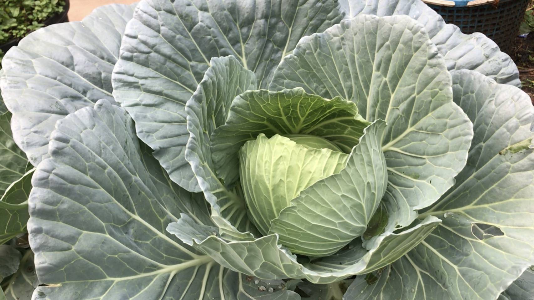 ผู้ว่าราชการจังหวัดน่าน เยี่ยมเยือนครัวเรือนต้นแบบการปลูกผักสวนครัวเพื่อสร้างความมั่นคงทางอาหาร ในพื้นที่ตำบลพระธาตุอำเภอเชียงกลาง จังหวัดน่าน