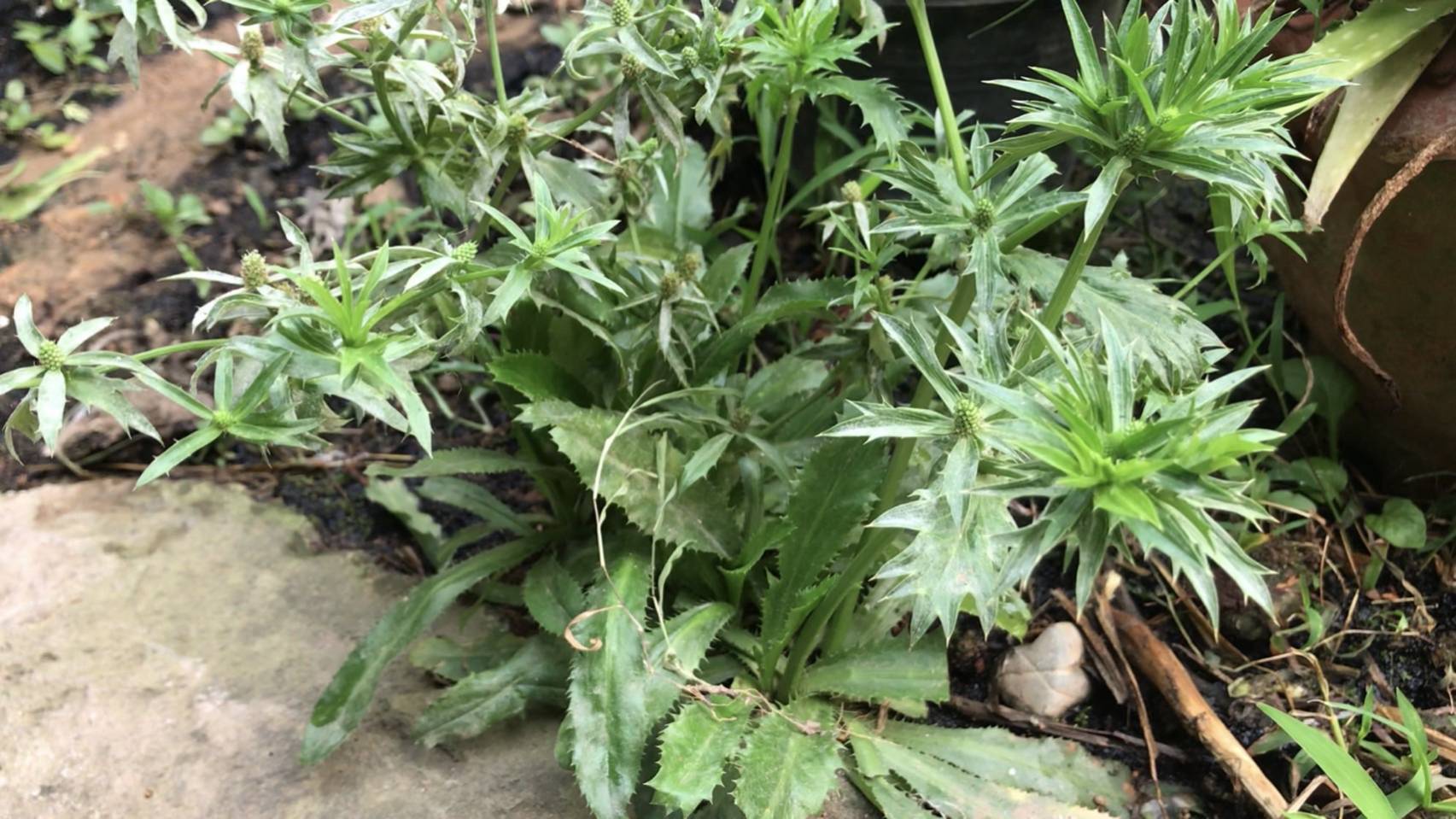 ผู้ว่าราชการจังหวัดน่าน เยี่ยมเยือนครัวเรือนต้นแบบการปลูกผักสวนครัวเพื่อสร้างความมั่นคงทางอาหาร ในพื้นที่ตำบลพระธาตุอำเภอเชียงกลาง จังหวัดน่าน