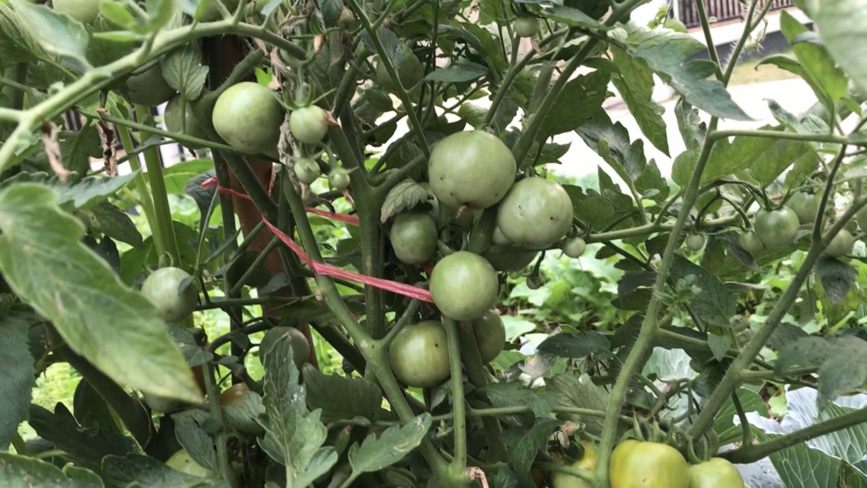 ผู้ว่าราชการจังหวัดน่าน เยี่ยมเยือนครัวเรือนต้นแบบการปลูกผักสวนครัวเพื่อสร้างความมั่นคงทางอาหาร ในพื้นที่ตำบลพระธาตุอำเภอเชียงกลาง จังหวัดน่าน