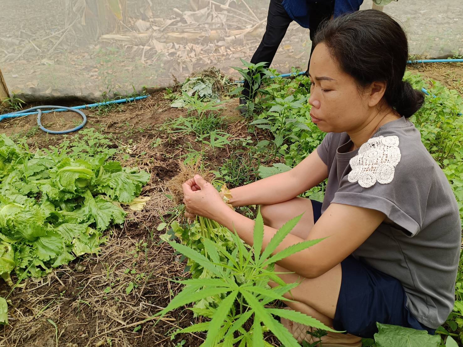เยี่ยมเยือนให้กำลังใจครัวเรือนยากจน เป้าหมาย TPMAP ที่ผ่านการได้รับความช่วยเหลือการส่งเสริมการประกอบอาชีพ ตามโครงการขจัดความยากจนและพัฒนาคนทุกช่วงวัยอย่างยั่งยืน ตามหลักปรัชญาของเศรษฐกิจพอเพียง ในพื้นที่ อำเภอทุ่งช้าง จังหวัดน่าน