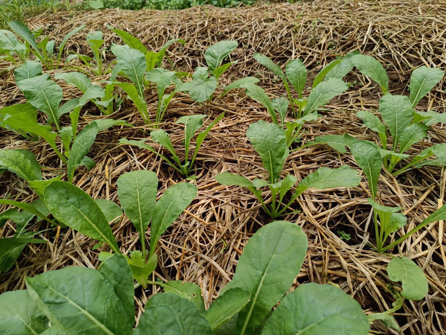 เยี่ยมเยือนให้กำลังใจครัวเรือนยากจน เป้าหมาย TPMAP ที่ผ่านการได้รับความช่วยเหลือการส่งเสริมการประกอบอาชีพ ตามโครงการขจัดความยากจนและพัฒนาคนทุกช่วงวัยอย่างยั่งยืน ตามหลักปรัชญาของเศรษฐกิจพอเพียง ในพื้นที่ อำเภอทุ่งช้าง จังหวัดน่าน