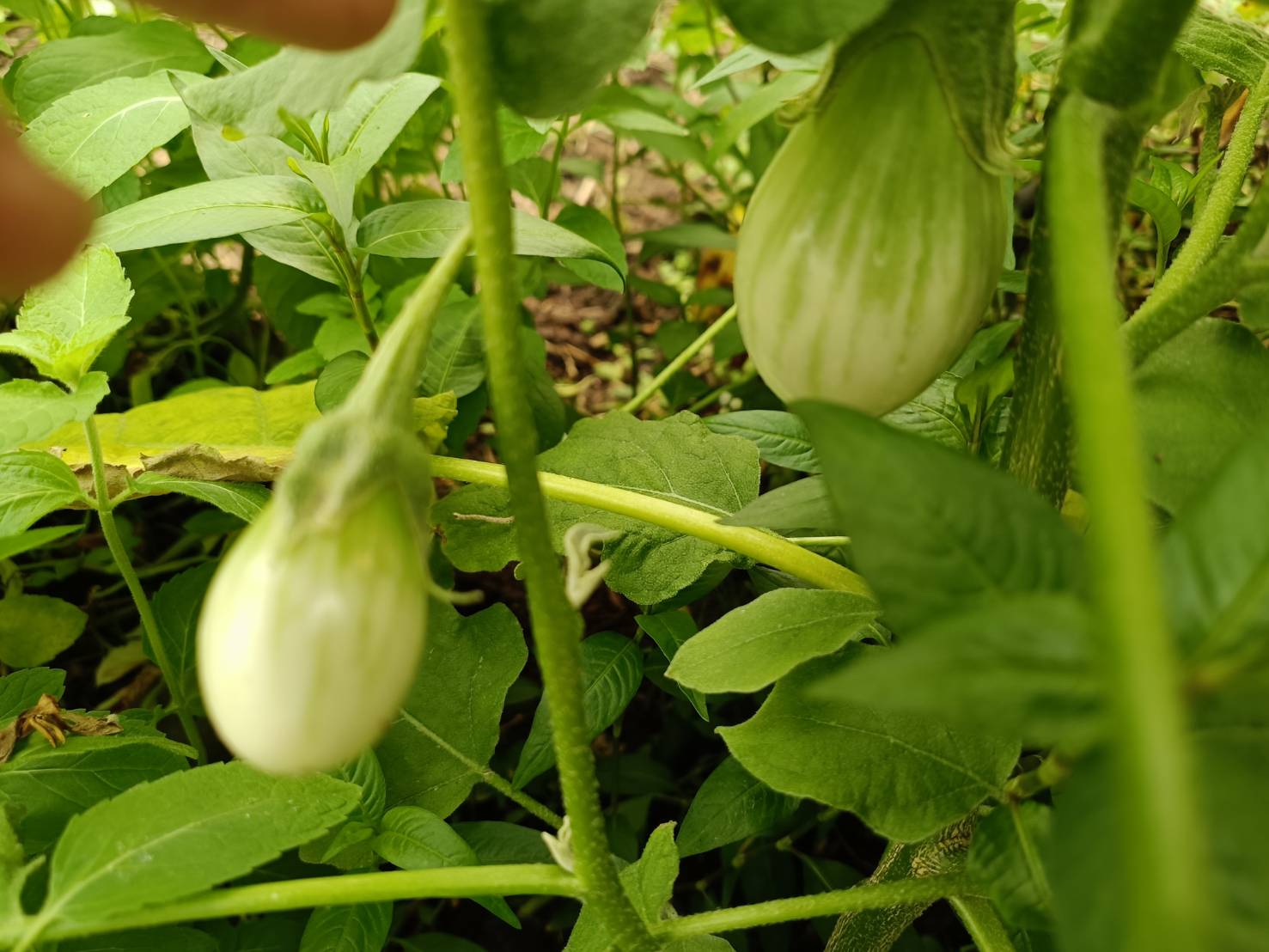 เยี่ยมเยือนให้กำลังใจครัวเรือนยากจน เป้าหมาย TPMAP ที่ผ่านการได้รับความช่วยเหลือการส่งเสริมการประกอบอาชีพ ตามโครงการขจัดความยากจนและพัฒนาคนทุกช่วงวัยอย่างยั่งยืน ตามหลักปรัชญาของเศรษฐกิจพอเพียง ในพื้นที่ อำเภอทุ่งช้าง จังหวัดน่าน