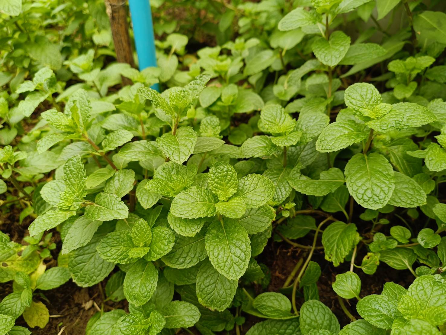 เยี่ยมเยือนให้กำลังใจครัวเรือนยากจน เป้าหมาย TPMAP ที่ผ่านการได้รับความช่วยเหลือการส่งเสริมการประกอบอาชีพ ตามโครงการขจัดความยากจนและพัฒนาคนทุกช่วงวัยอย่างยั่งยืน ตามหลักปรัชญาของเศรษฐกิจพอเพียง ในพื้นที่ อำเภอทุ่งช้าง จังหวัดน่าน