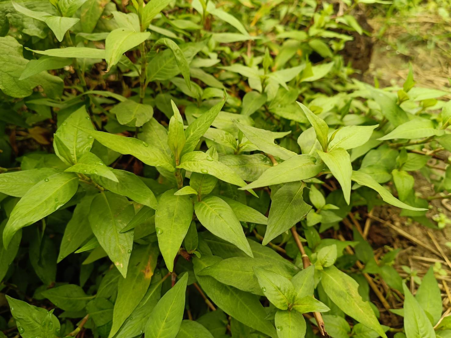 เยี่ยมเยือนให้กำลังใจครัวเรือนยากจน เป้าหมาย TPMAP ที่ผ่านการได้รับความช่วยเหลือการส่งเสริมการประกอบอาชีพ ตามโครงการขจัดความยากจนและพัฒนาคนทุกช่วงวัยอย่างยั่งยืน ตามหลักปรัชญาของเศรษฐกิจพอเพียง ในพื้นที่ อำเภอทุ่งช้าง จังหวัดน่าน