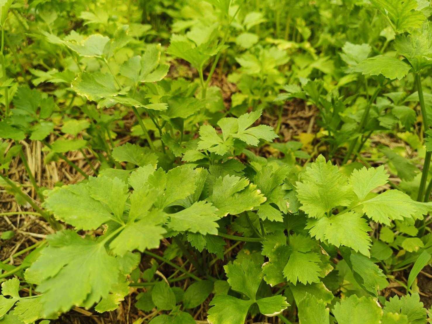 เยี่ยมเยือนให้กำลังใจครัวเรือนยากจน เป้าหมาย TPMAP ที่ผ่านการได้รับความช่วยเหลือการส่งเสริมการประกอบอาชีพ ตามโครงการขจัดความยากจนและพัฒนาคนทุกช่วงวัยอย่างยั่งยืน ตามหลักปรัชญาของเศรษฐกิจพอเพียง ในพื้นที่ อำเภอทุ่งช้าง จังหวัดน่าน