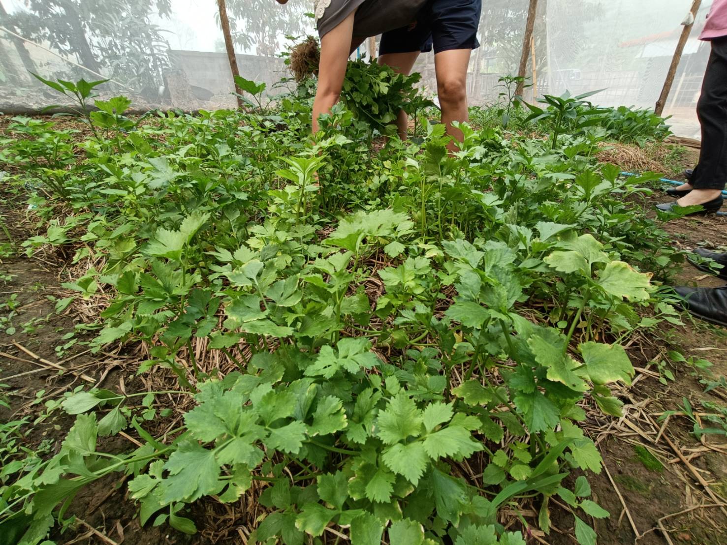 เยี่ยมเยือนให้กำลังใจครัวเรือนยากจน เป้าหมาย TPMAP ที่ผ่านการได้รับความช่วยเหลือการส่งเสริมการประกอบอาชีพ ตามโครงการขจัดความยากจนและพัฒนาคนทุกช่วงวัยอย่างยั่งยืน ตามหลักปรัชญาของเศรษฐกิจพอเพียง ในพื้นที่ อำเภอทุ่งช้าง จังหวัดน่าน