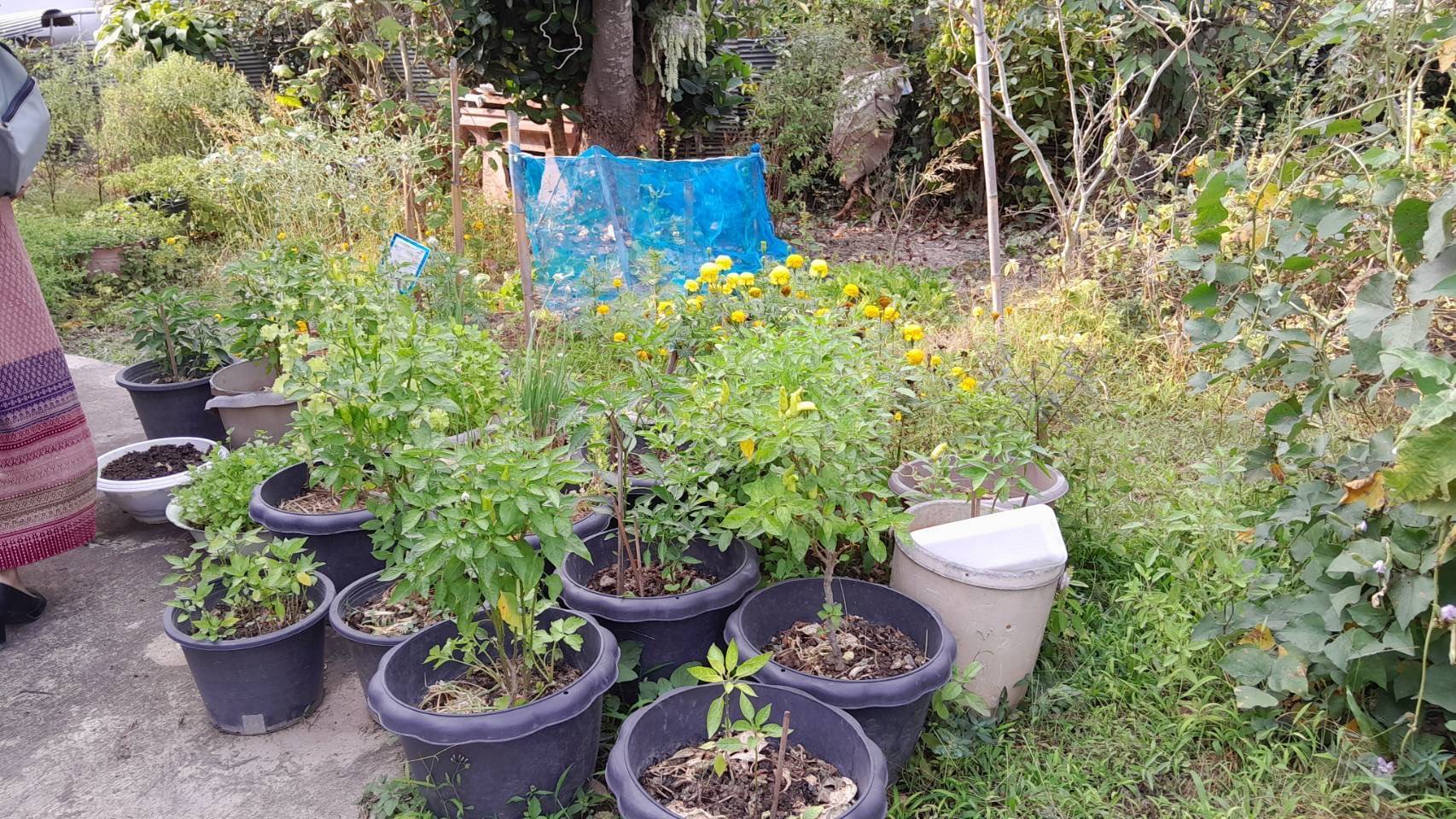 เยี่ยมเยือนครัวเรือนต้นแบบการปลูกผักสวนครัวเพื่อสร้างความมั่นคงทางอาหาร ในพื้นที่ตำบลถืมตอง อำเภอเมืองน่าน จังหวัดน่าน