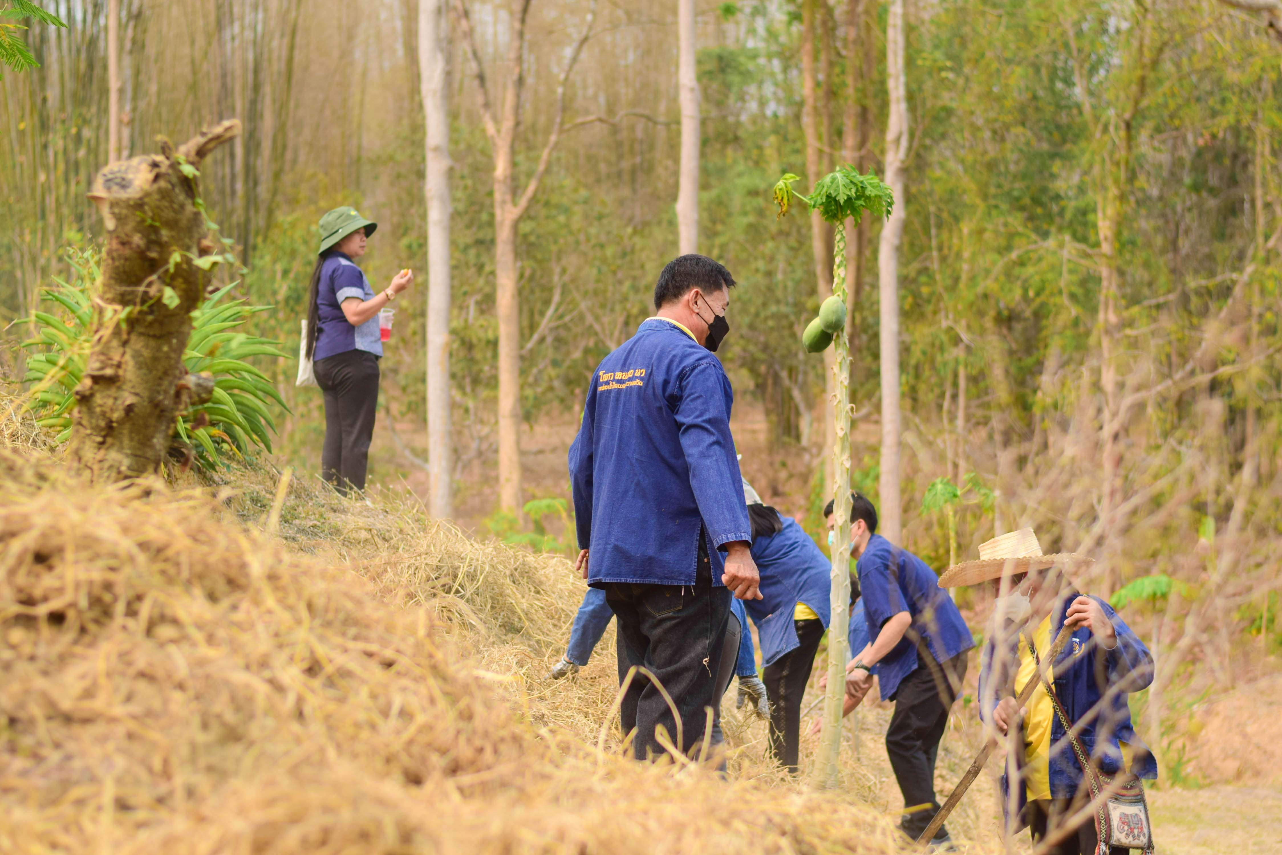 พช.น่าน ร่วมกับเครือข่ายโคก หนอง นา พัฒนาชุมชนนาน้อย จัดกิจกรรมเอามื้อสามัคคี “โคก หนอง นา พัฒนาชุมชนนาน้อย”