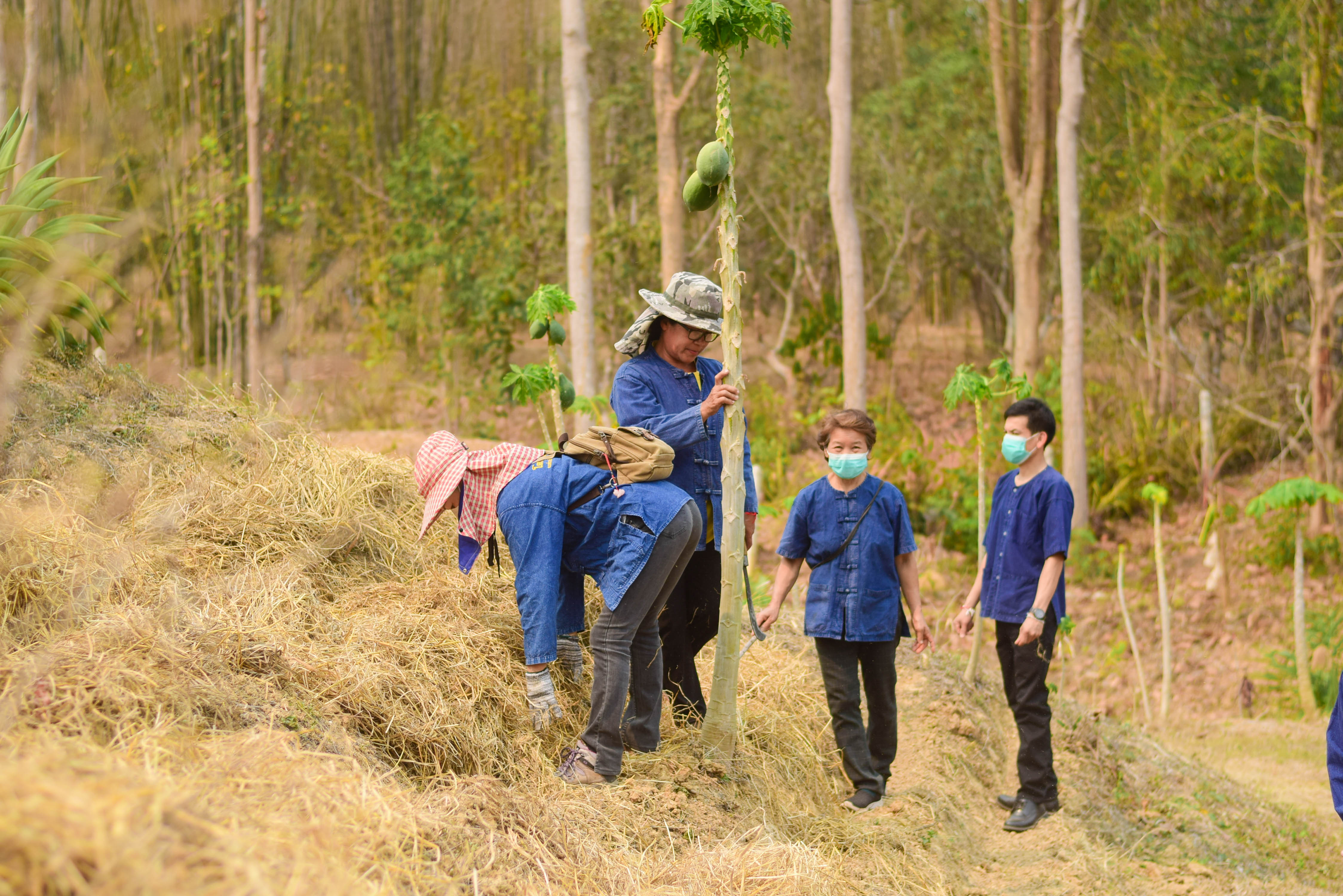 พช.น่าน ร่วมกับเครือข่ายโคก หนอง นา พัฒนาชุมชนนาน้อย จัดกิจกรรมเอามื้อสามัคคี “โคก หนอง นา พัฒนาชุมชนนาน้อย”