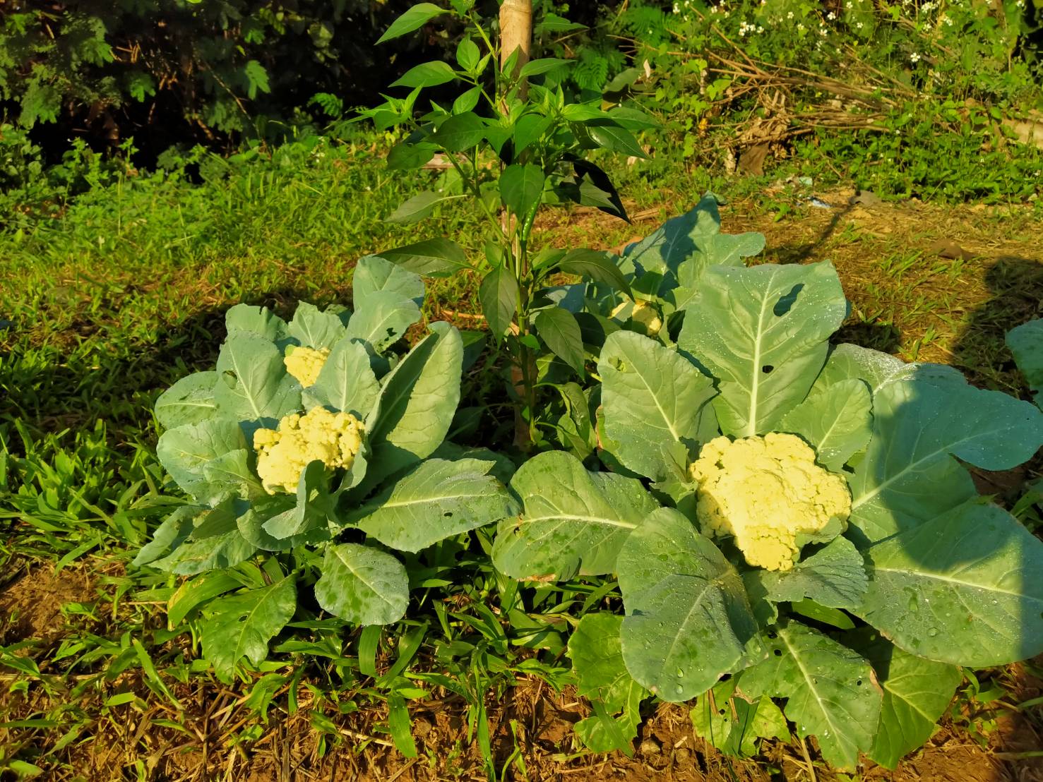 พช.น่าน จัดกิจกรรมสนับสนุนการขับเคลื่อนกิจกรรมศูนย์เรียนรู้การพัฒนาคุณภาพชีวิตตามหลักทฤษฎีใหม่ประยุกต์สู่ “โคก หนอง นา โมเดล”