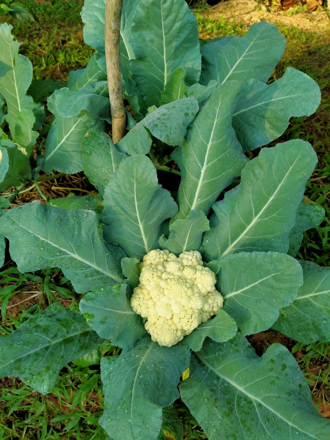 พช.น่าน จัดกิจกรรมสนับสนุนการขับเคลื่อนกิจกรรมศูนย์เรียนรู้การพัฒนาคุณภาพชีวิตตามหลักทฤษฎีใหม่ประยุกต์สู่ “โคก หนอง นา โมเดล”