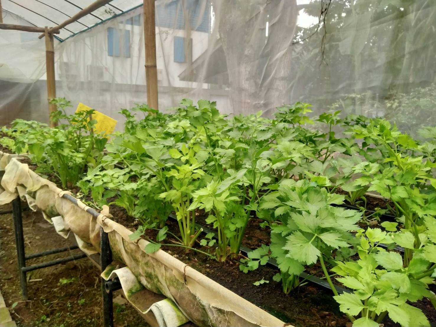 พช.น่านร่วมกับชมรมแม่บ้านมหาดไทยจังหวัดน่าน และแม่บ้านตำรวจภูธรจังหวัดน่าน น้อมนำแนวพระราชดำริของสมเด็จพระกนิษฐาธิราชเจ้า กรมสมเด็จพระเทพรัตนราชสุดา ฯ สยามบรมราชกุมารี “บ้านนี้มีรัก ปลูกผักกินเอง” สู่การปลูกผักสวนครัว เพื่อสร้างความมั่นคงทางอาหาร