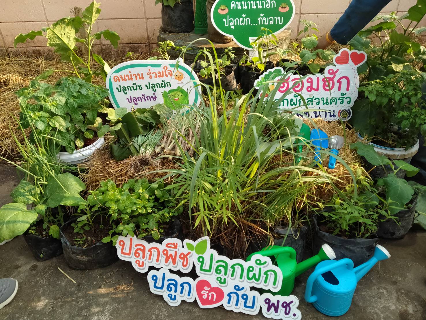 พจ.น่าน เปิดบ้าน ชวนปลูกผักสวนครัวเพื่อสร้างความมั่นคงทางอาหาร “ผู้นำ ต้องทำก่อน”