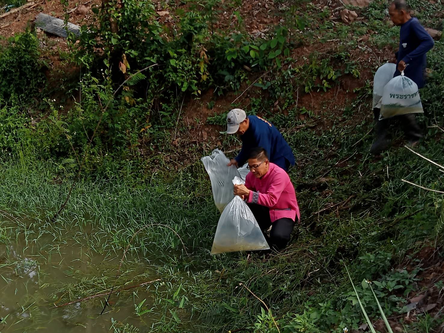 พจ.น่าน ร่วมกับคณะกรรมการเครือข่ายศูนย์เรียนรู้การพัฒนาคุณภาพชีวิตตามหลักทฤษฎีใหม่ประยุกต์สู่ “โคก หนอง นา” จังหวัดน่าน ปล่อยพันธุ์ปลานิลจิตรลดา