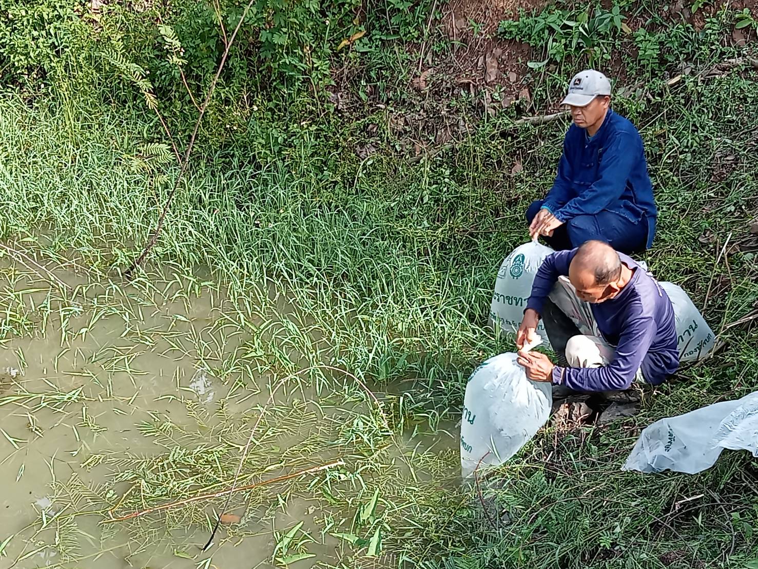 พจ.น่าน ร่วมกับคณะกรรมการเครือข่ายศูนย์เรียนรู้การพัฒนาคุณภาพชีวิตตามหลักทฤษฎีใหม่ประยุกต์สู่ “โคก หนอง นา” จังหวัดน่าน ปล่อยพันธุ์ปลานิลจิตรลดา