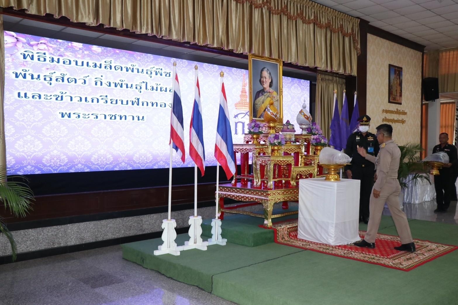 #สร้างสรรค์ชุมชน คนพช.น่าน# พช.น่าน ร่วมพิธีรับพระราชทานเมล็ดพันธุ์พืช พันธุ์สัตว์ กิ่งพันธุ์ไม้ผล และข้าวเกรียบฟักทอง